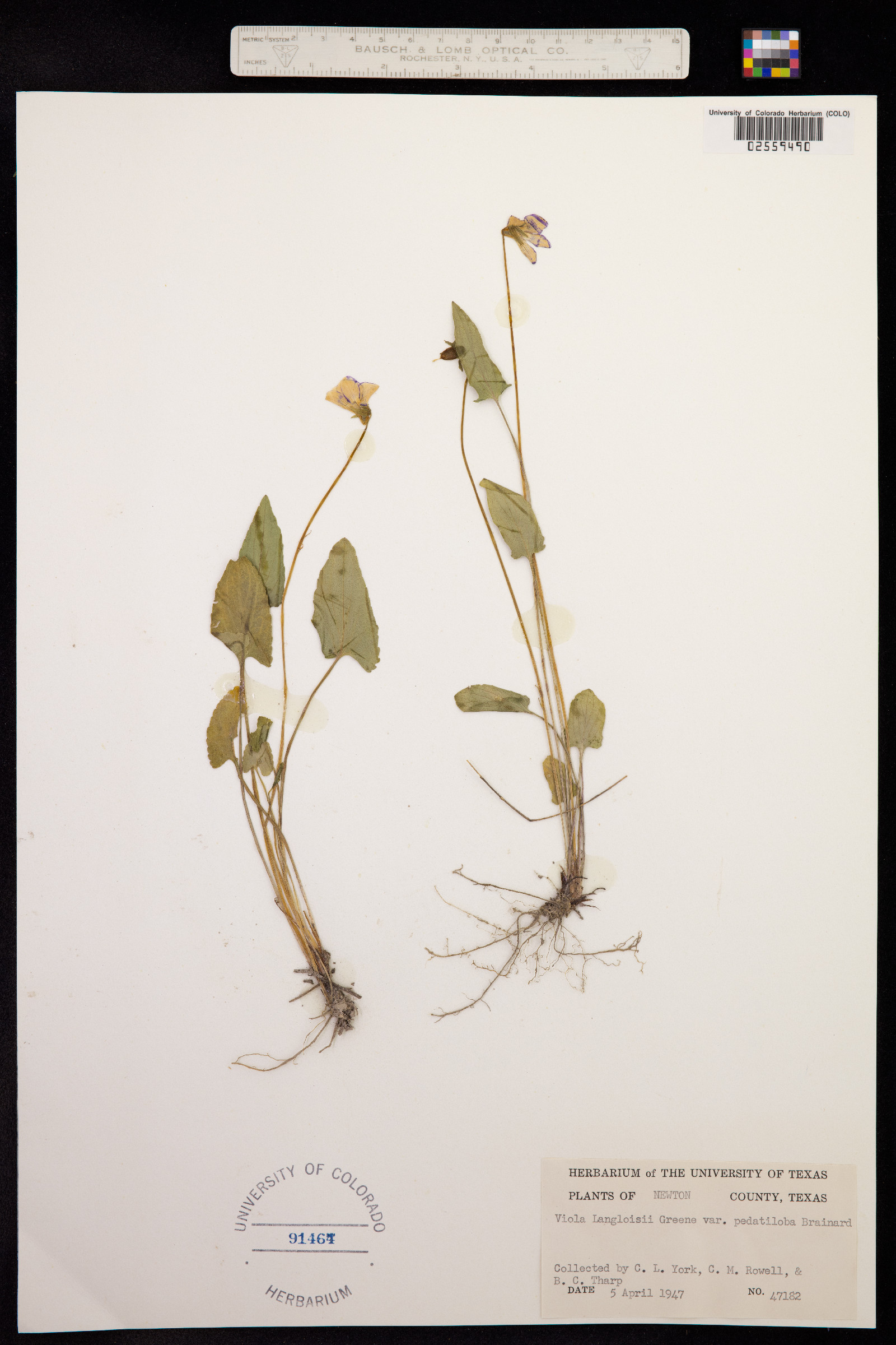 Viola sororia var. sororia image