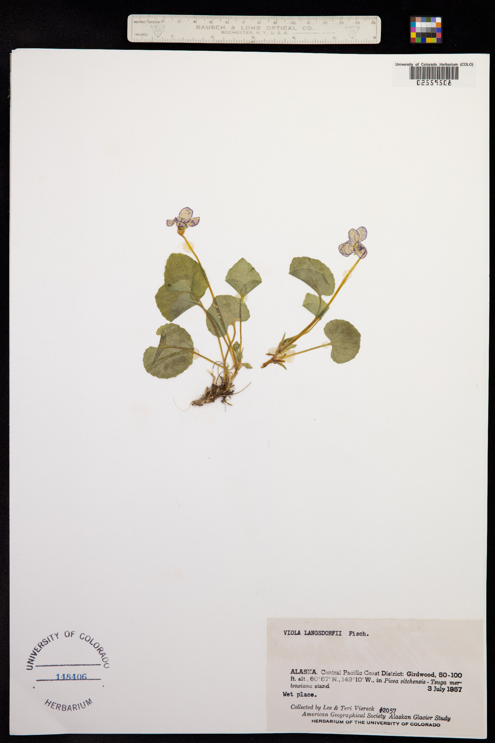 Viola langsdorffii image