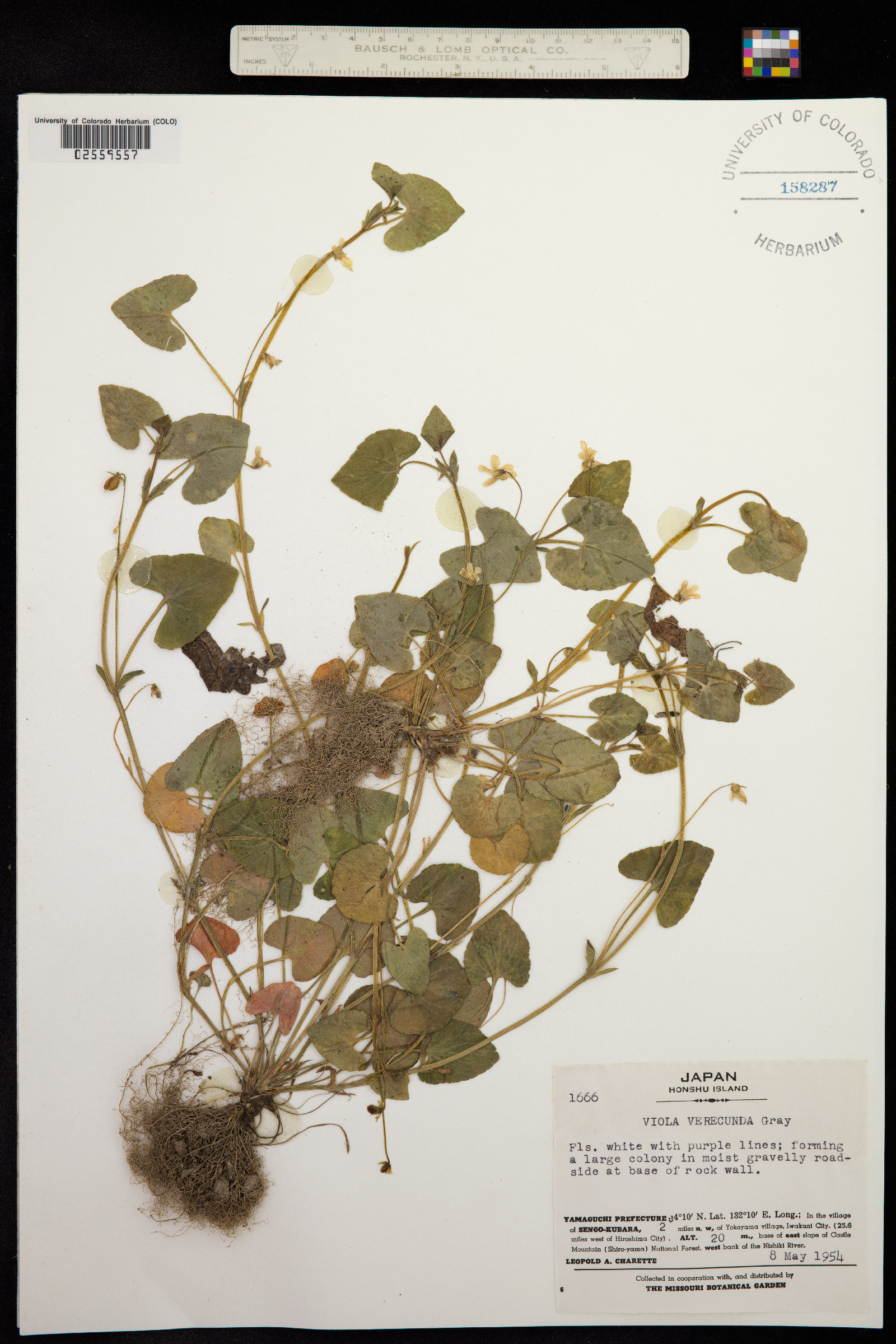 Viola arcuata subsp. verecunda image