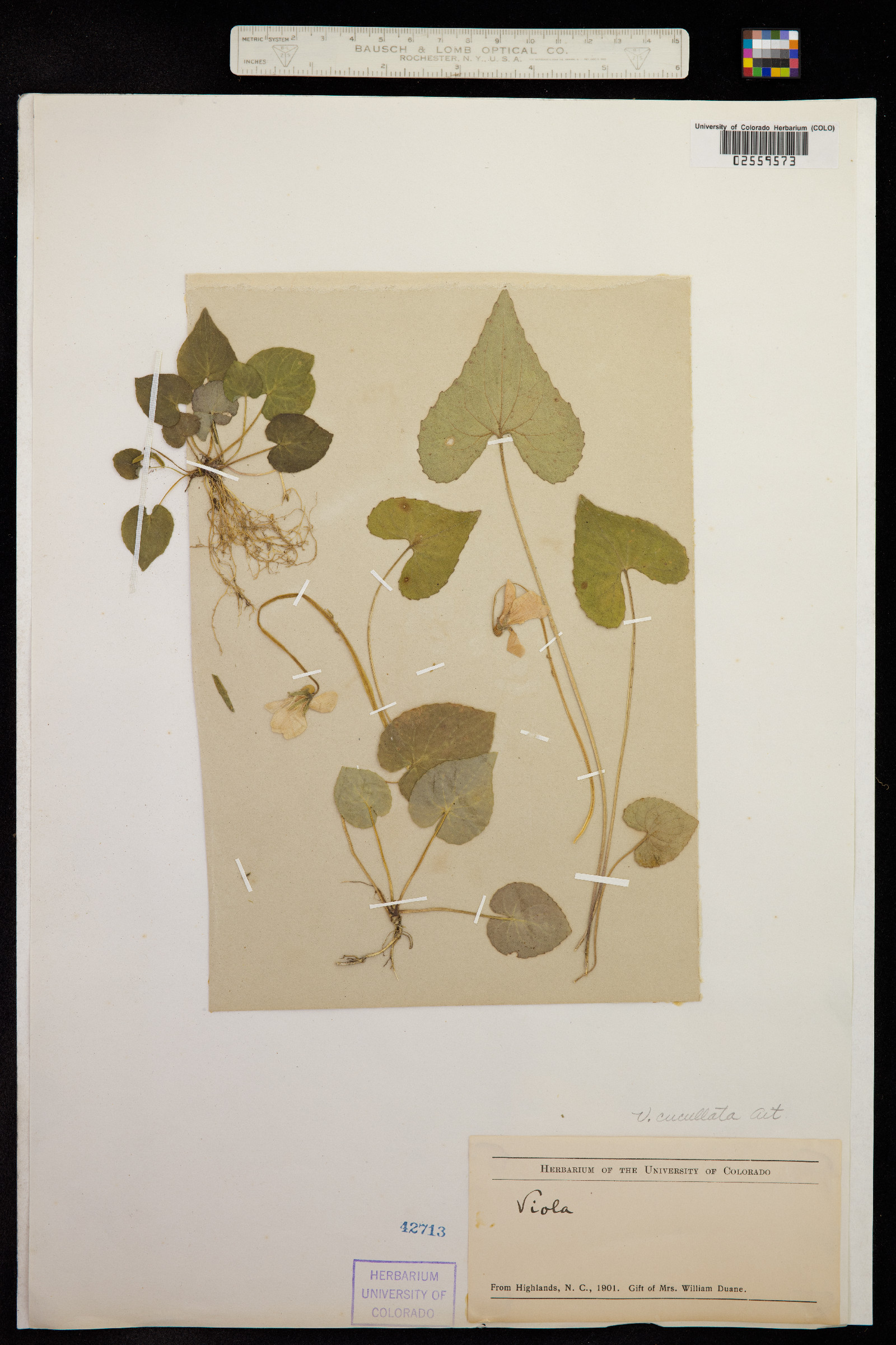 Viola cucullata image