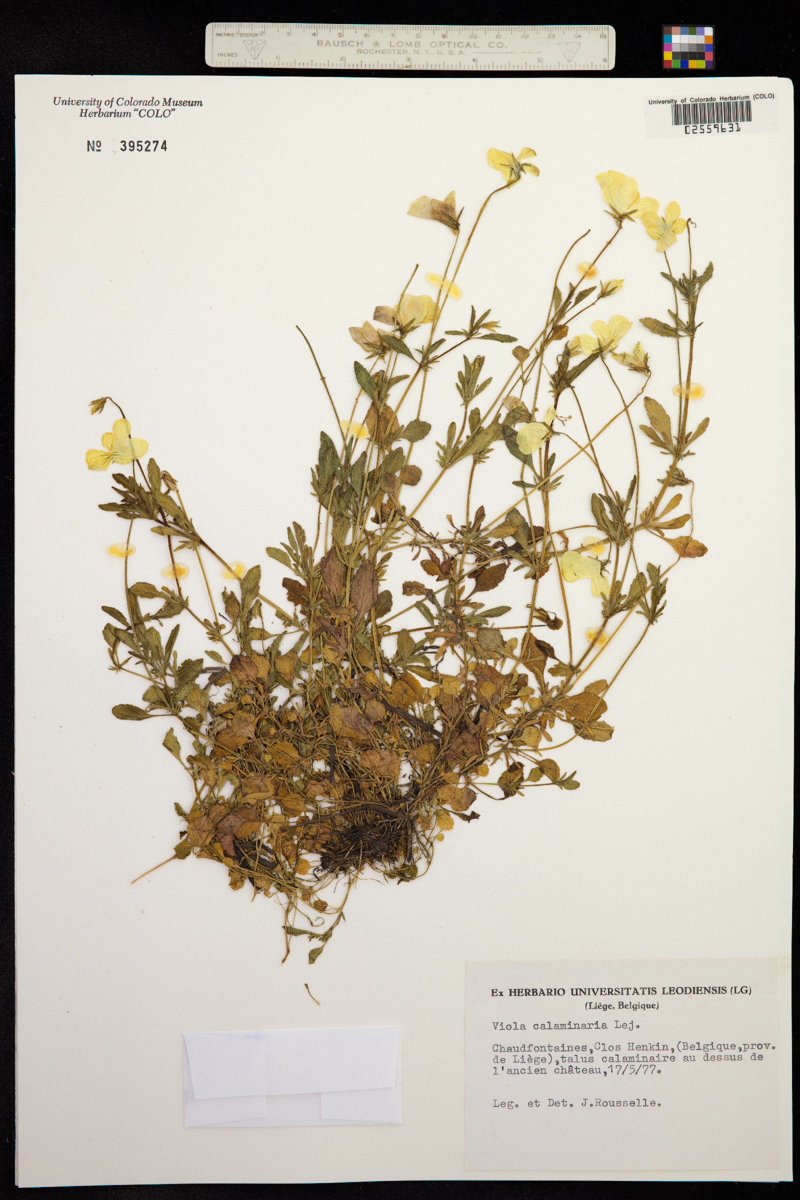 Viola lutea subsp. calaminaria image