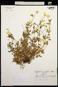 Viola lutea subsp. calaminaria image