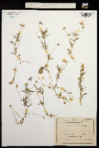 Viola heterophylla image