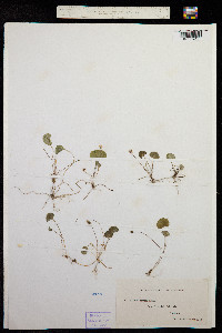 Viola hederacea image