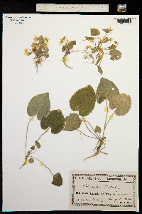 Image of Viola declinata