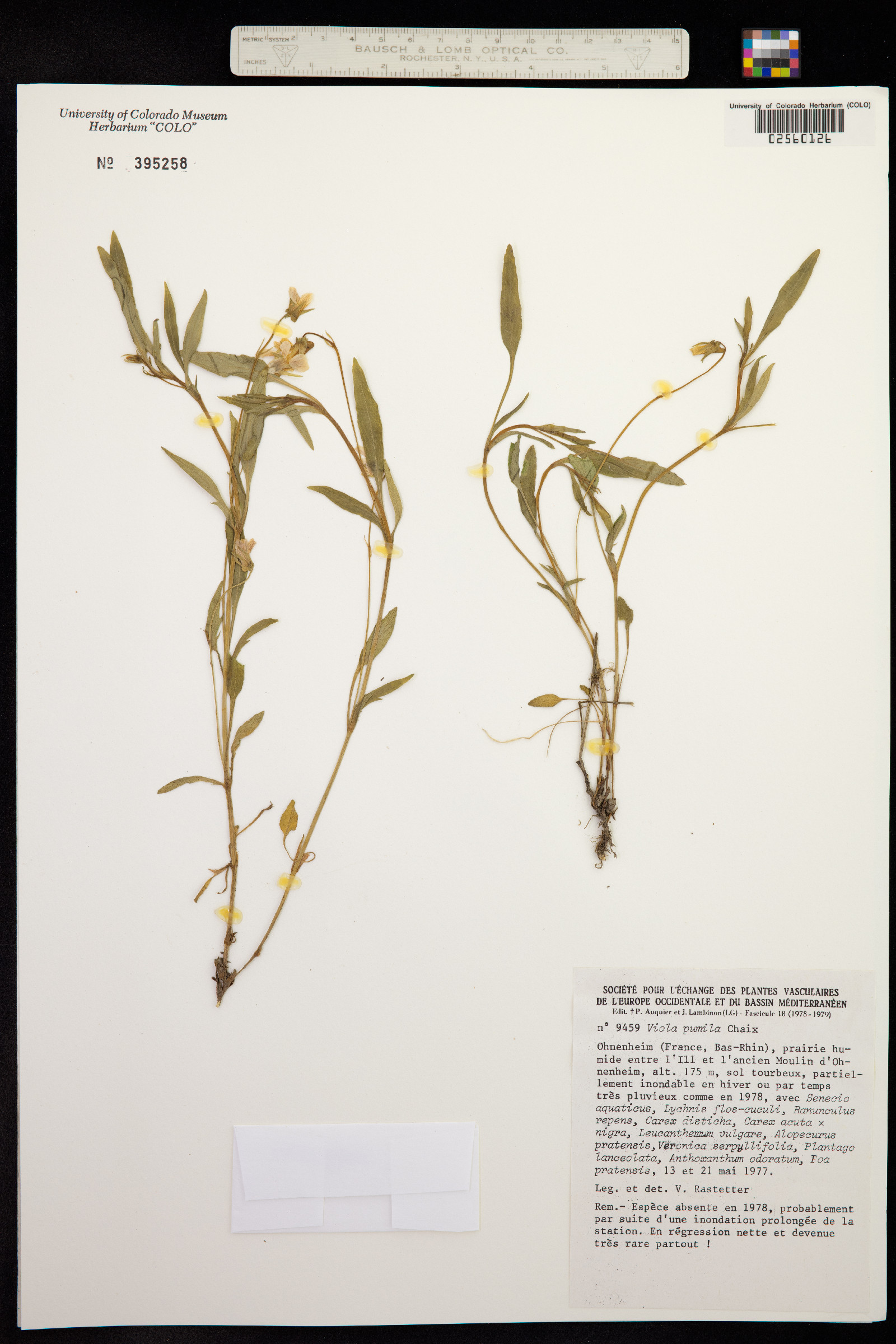 Viola pumila image