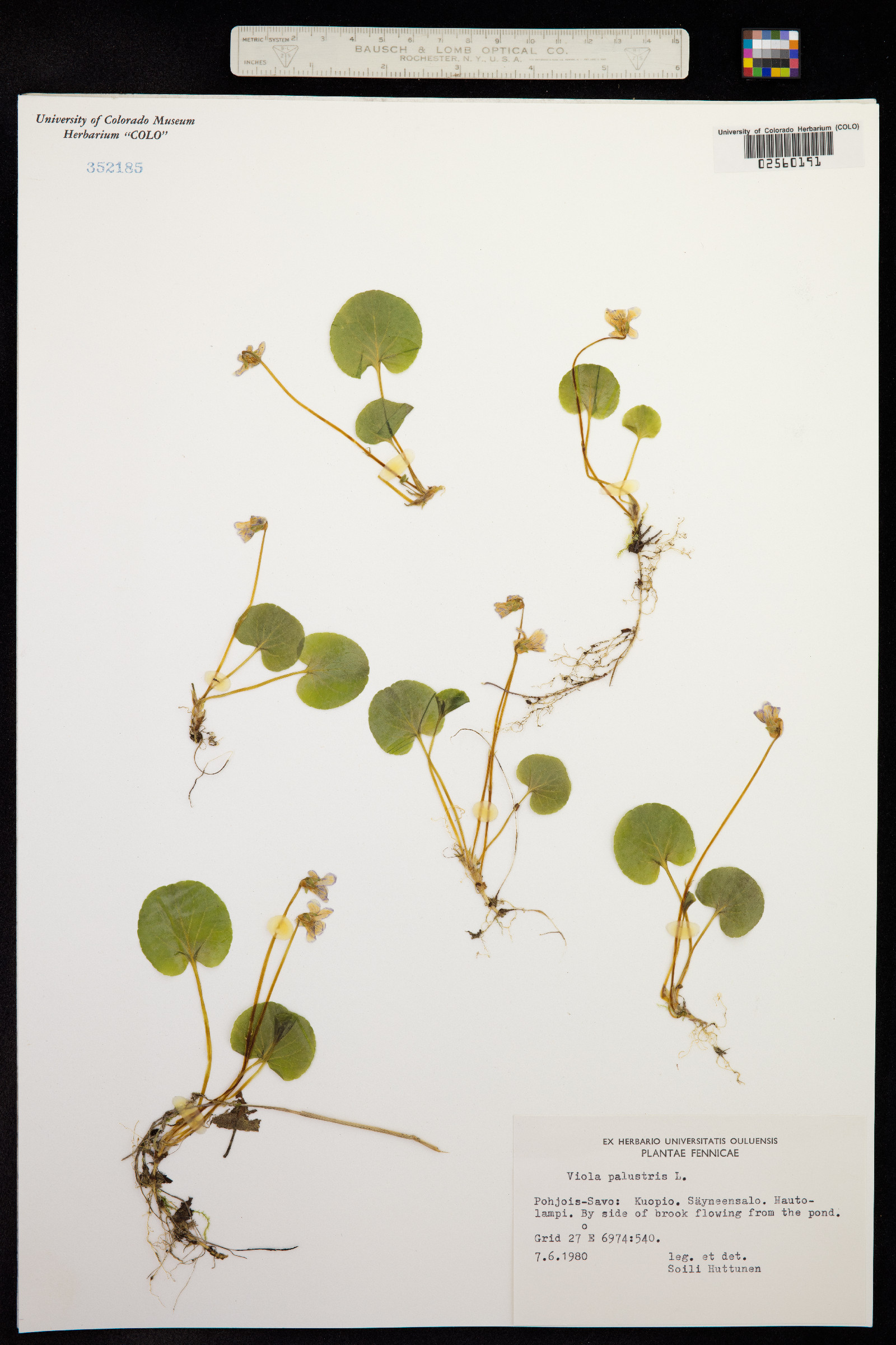Viola palustris image