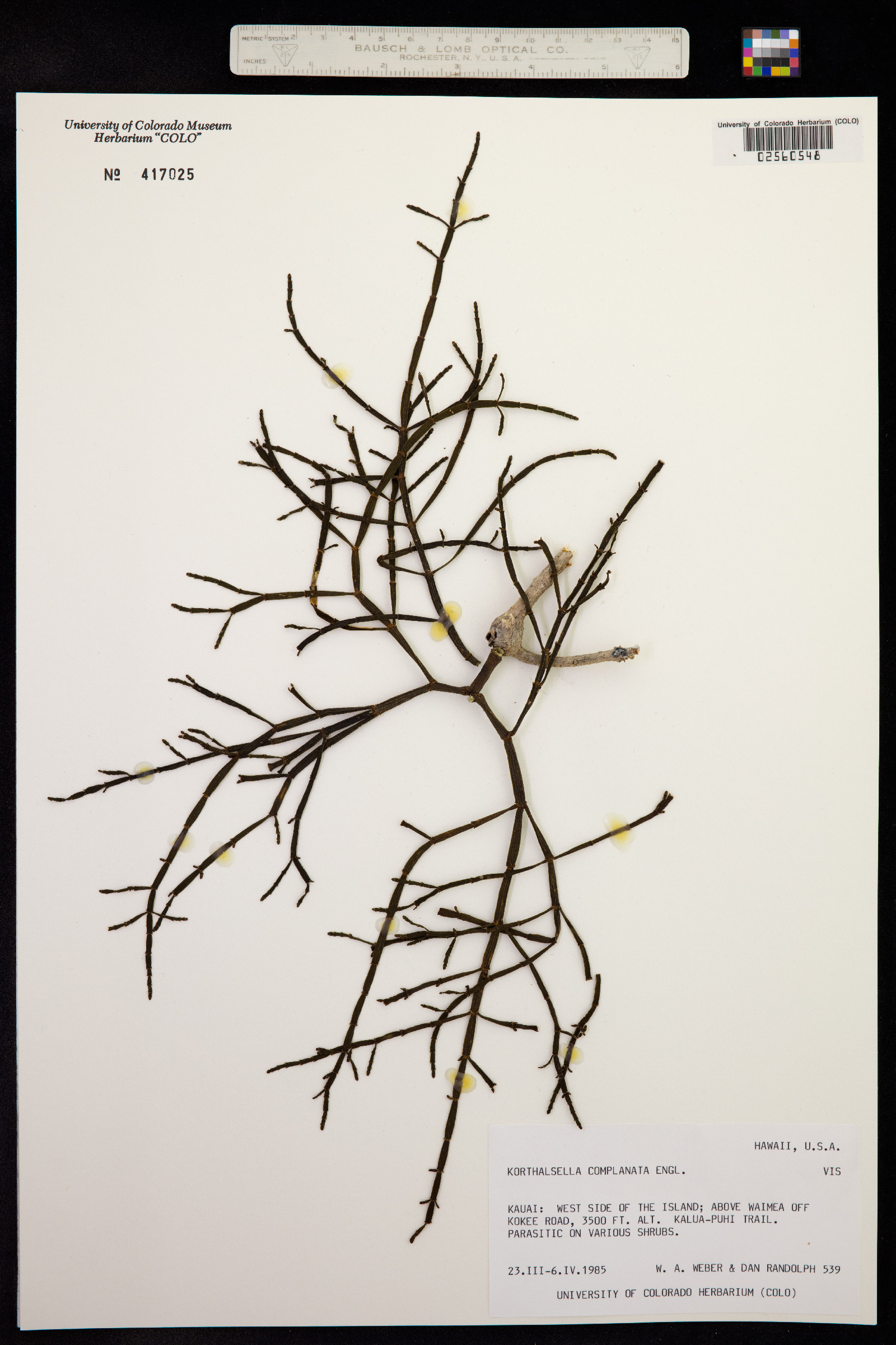 Korthalsella taeniodes image