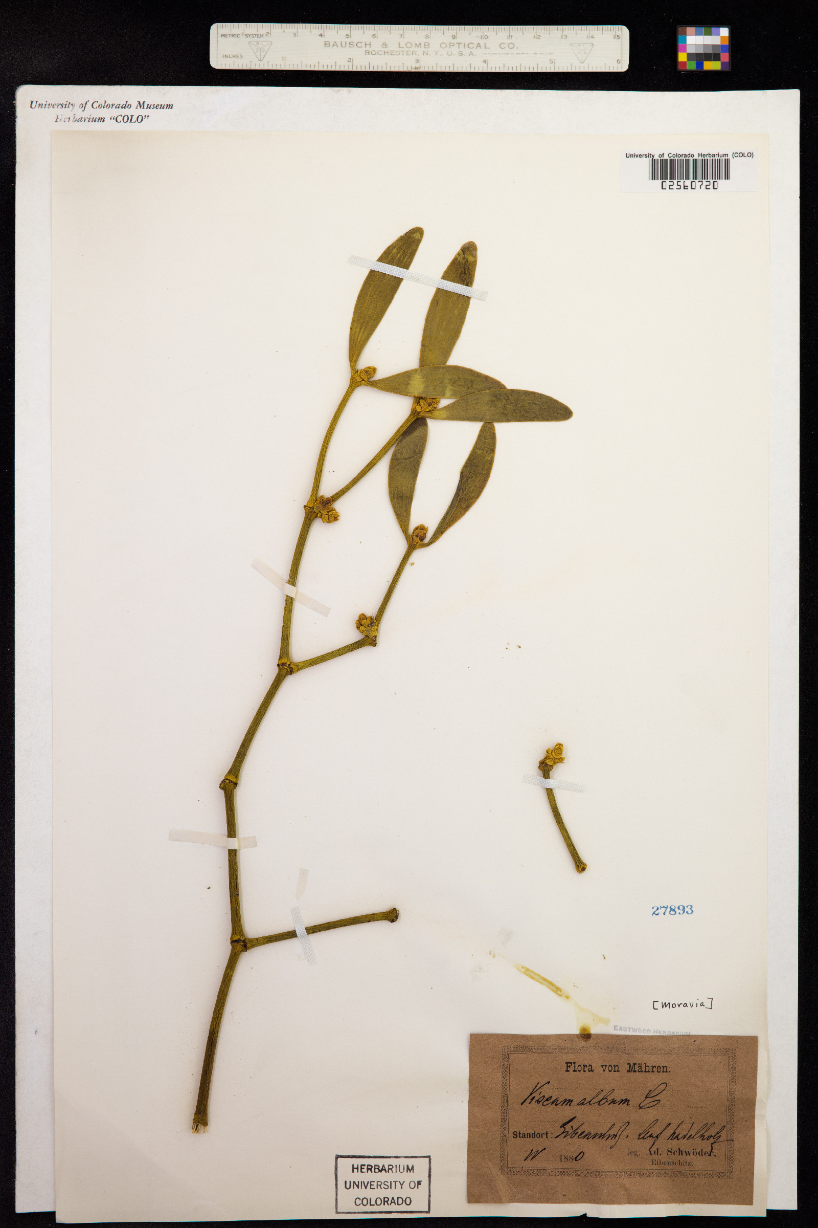 Viscum album image
