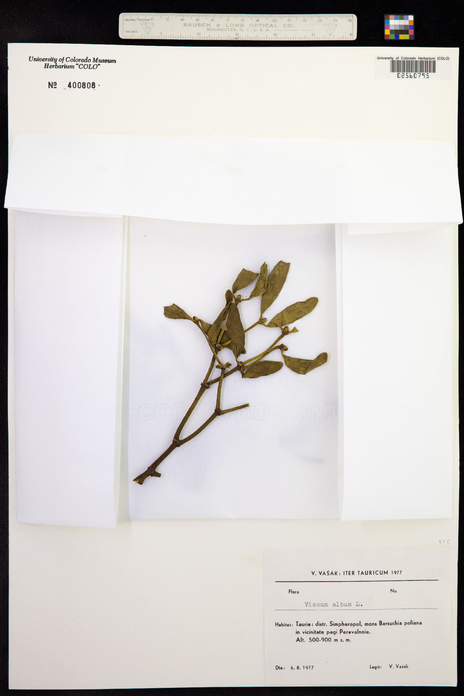 Viscum album image