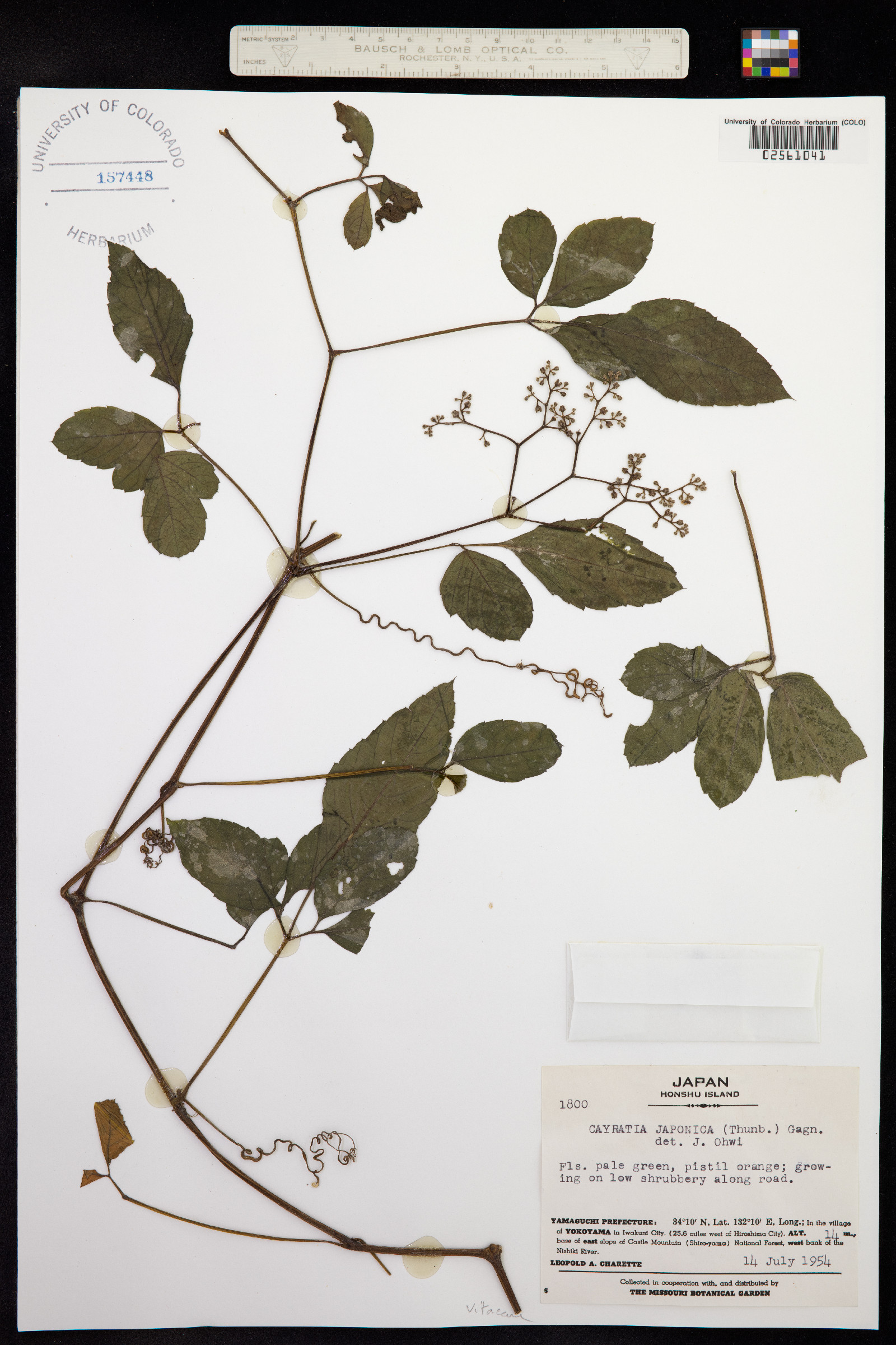 Cayratia image