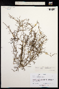 Cissus verticillata image