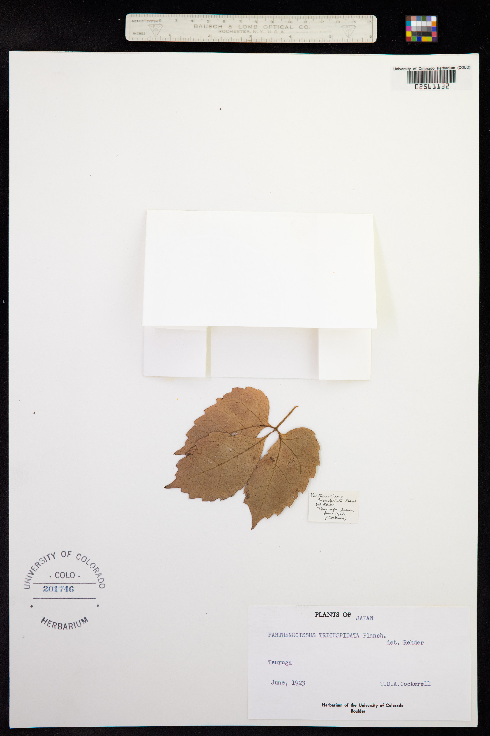 Parthenocissus tricuspidata image