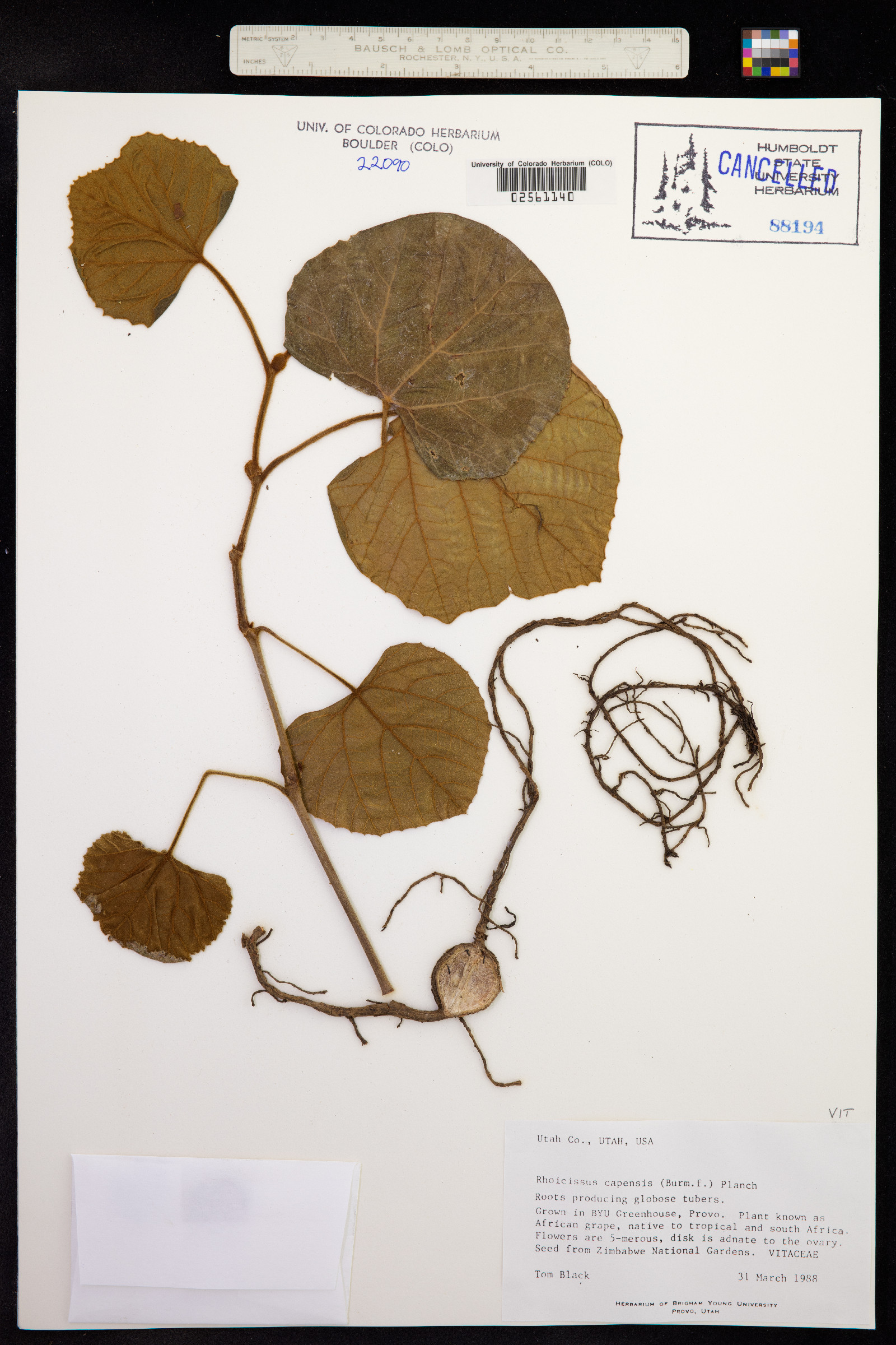 Rhoicissus tomentosa image