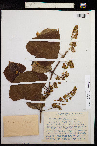 Image of Vitis tiliifolia