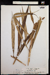 Image of Alpinia officinarum