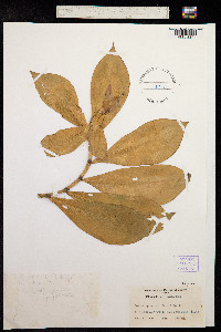 Image of Alpinia spicata