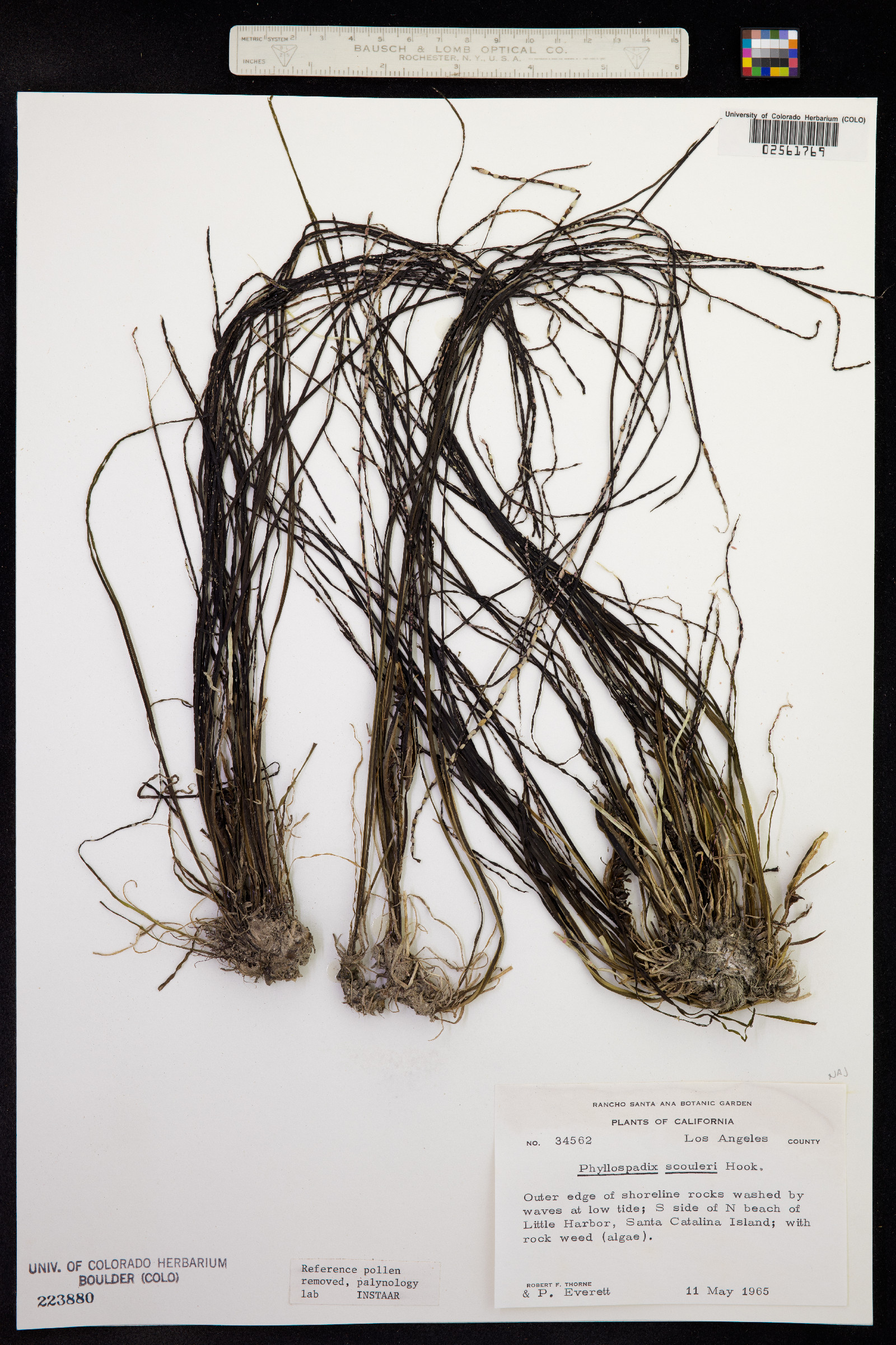 Phyllospadix scouleri image