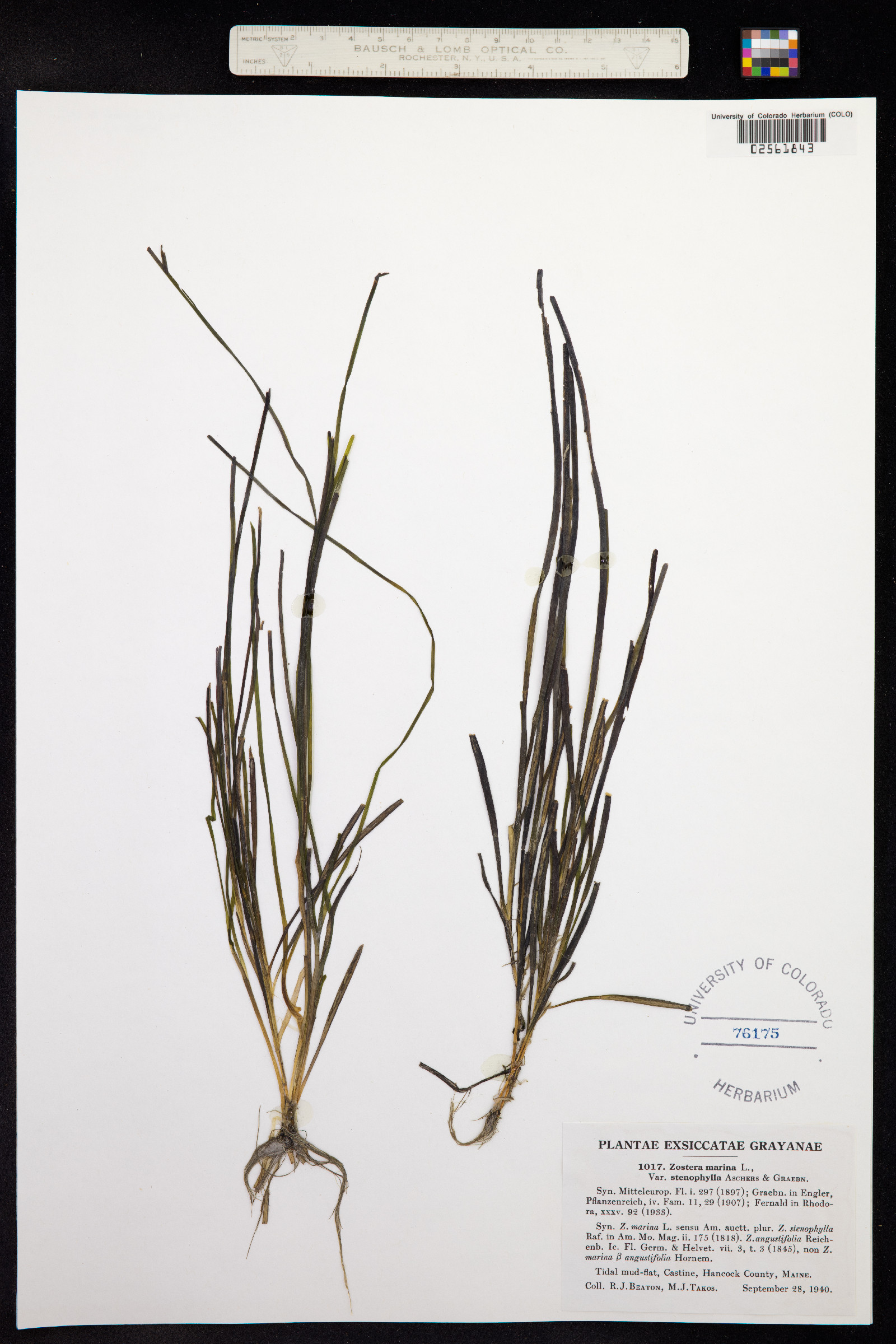 Zostera marina image