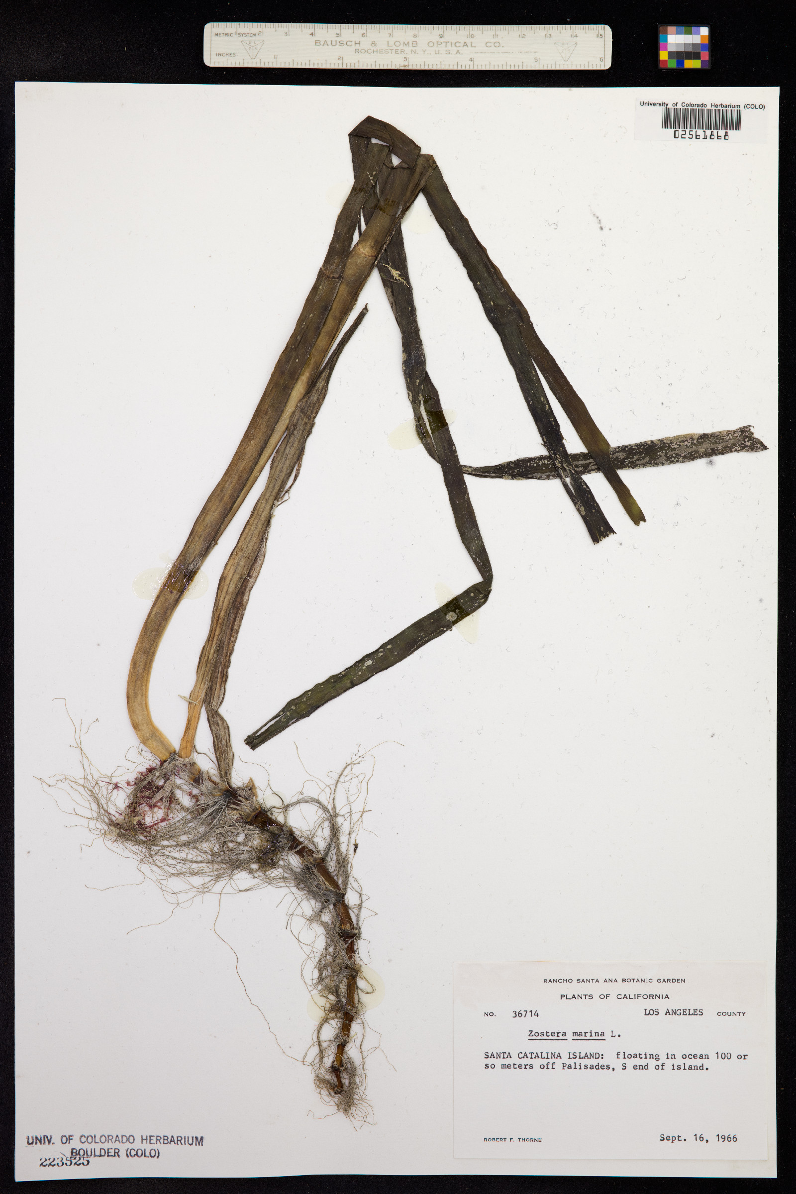 Zostera marina image