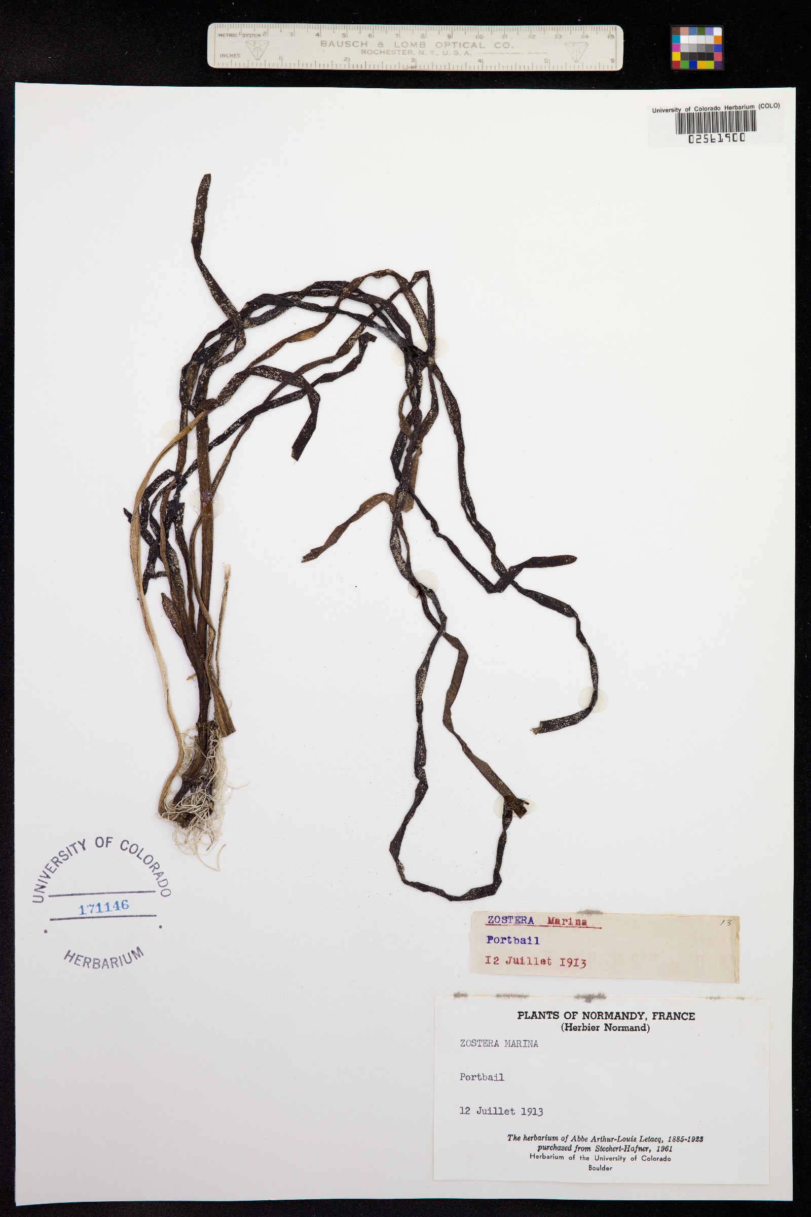 Zostera marina image