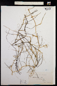 Image of Zostera noltii