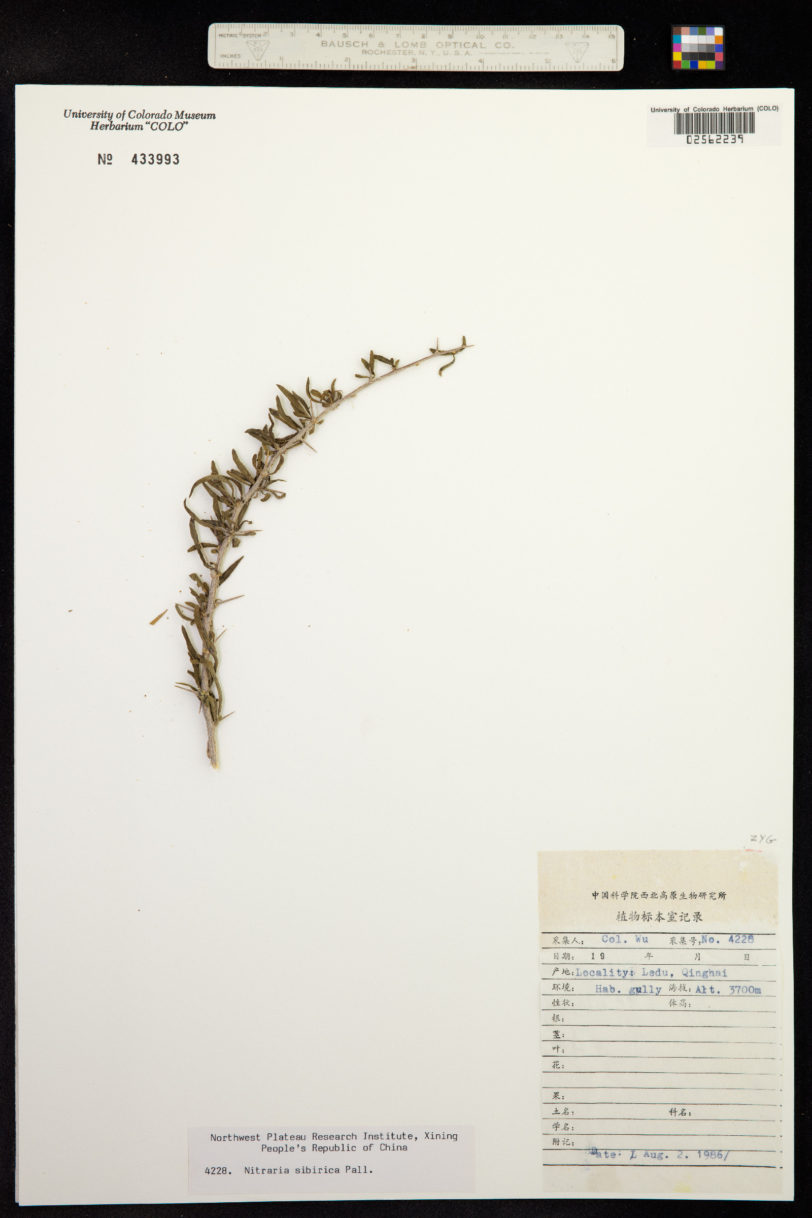 Nitraria sibirica image