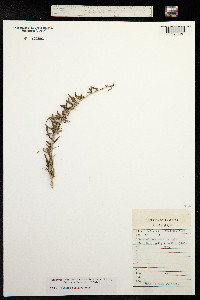 Image of Nitraria sibirica