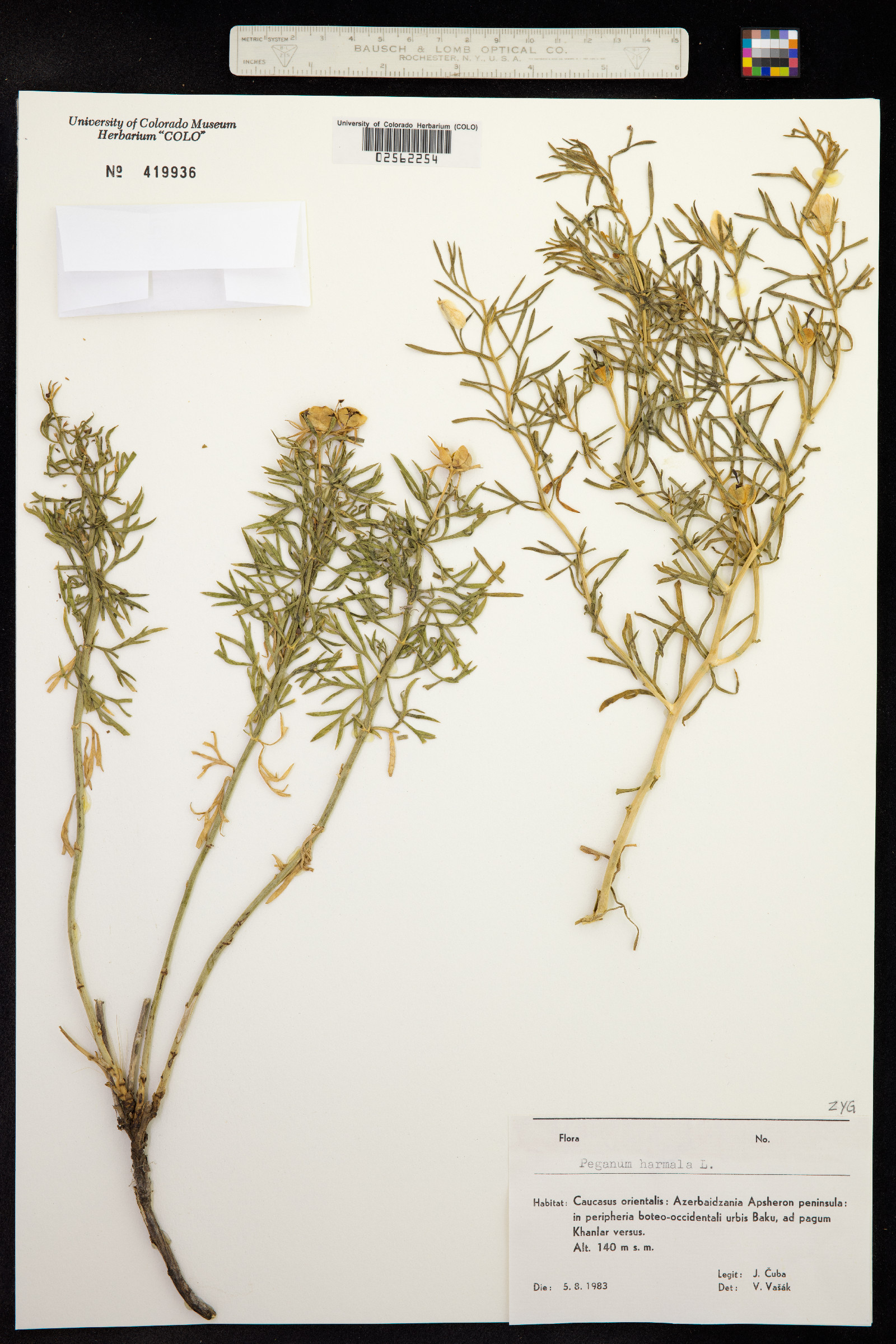 Peganum harmala image