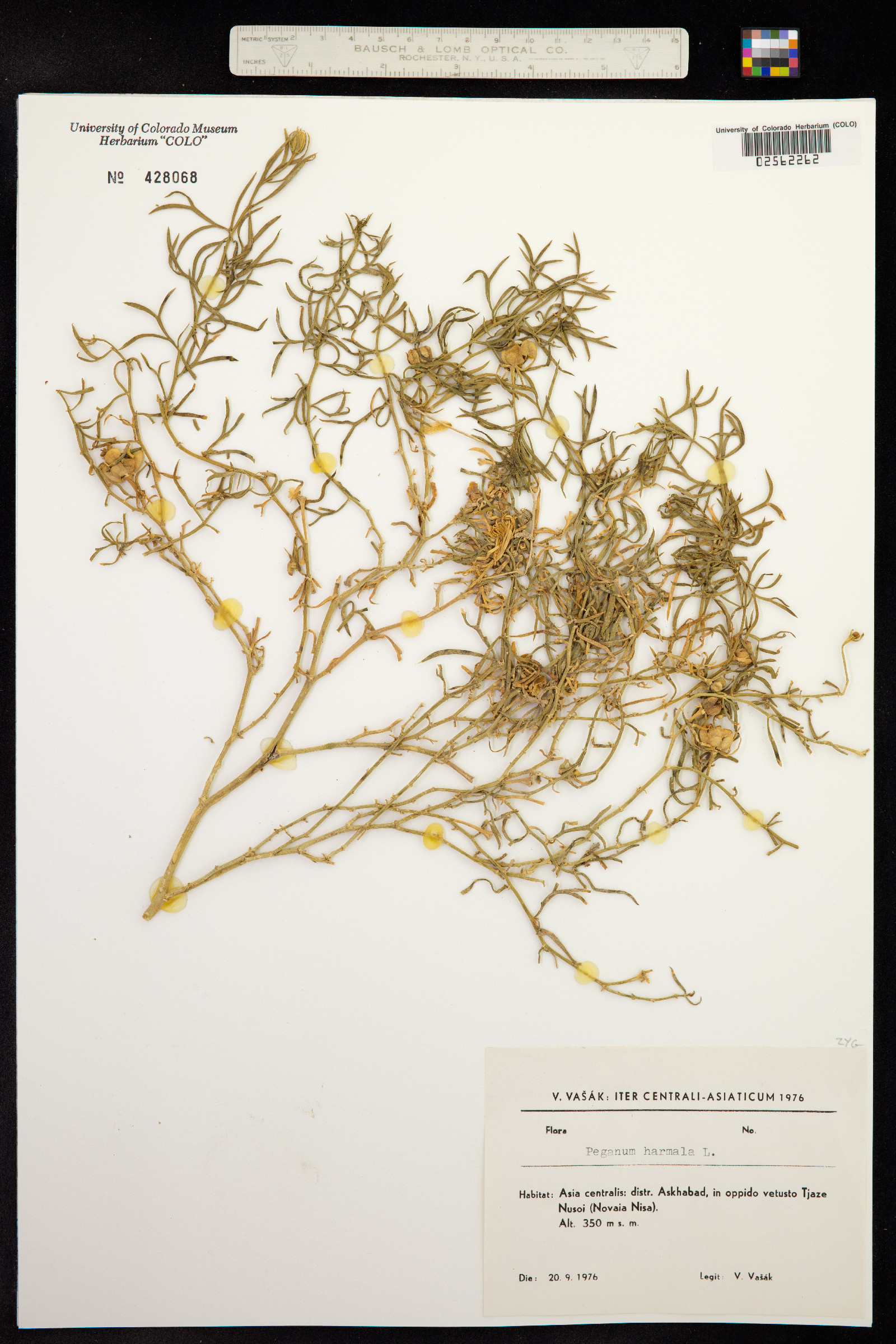 Peganum image