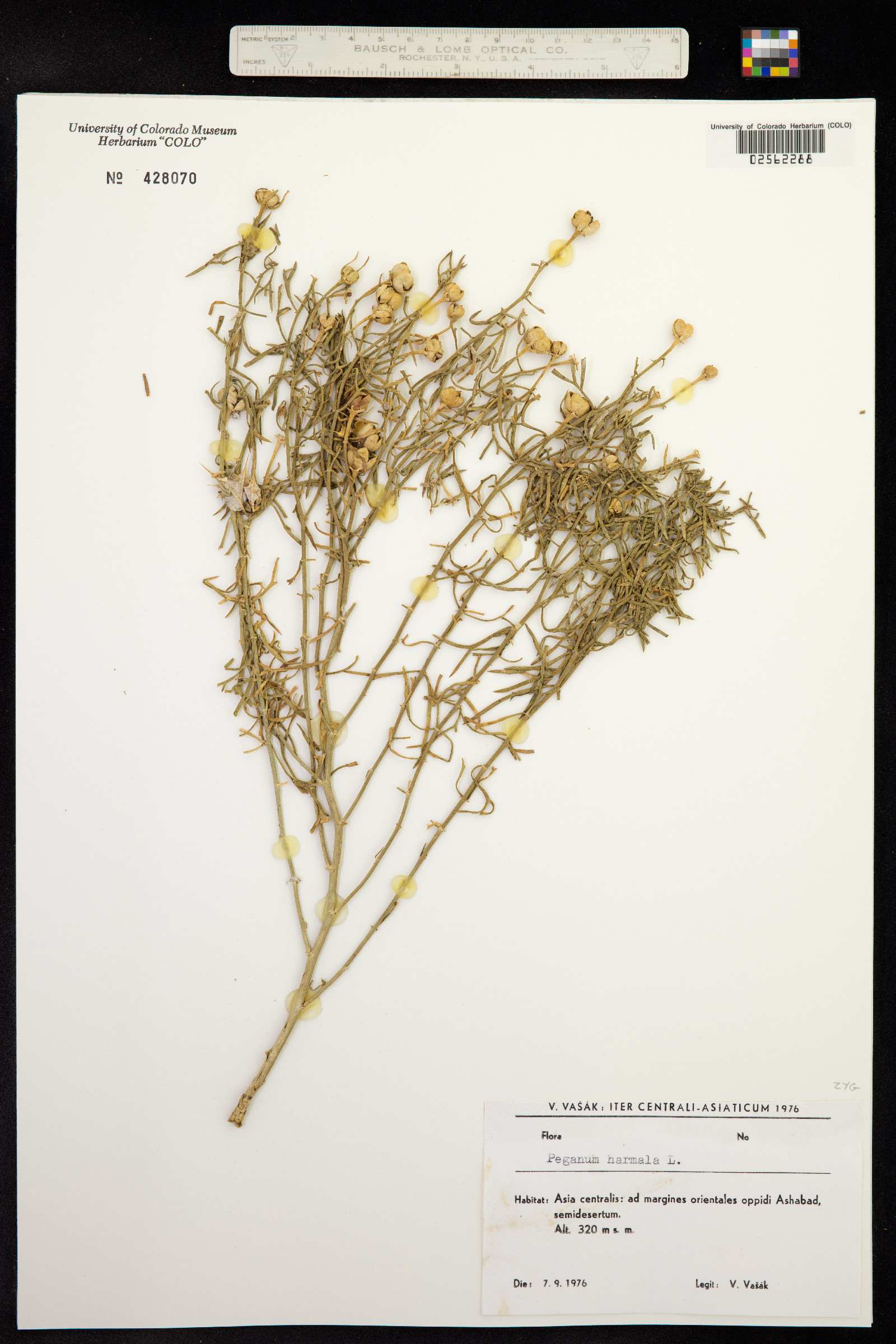 Peganum harmala image