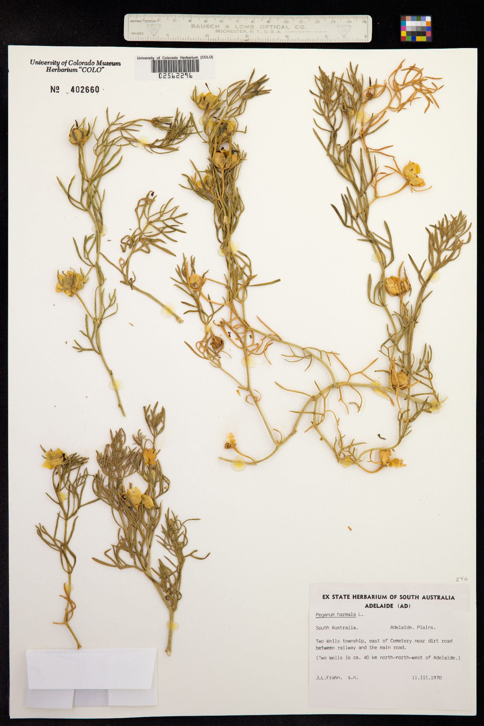 Peganum image