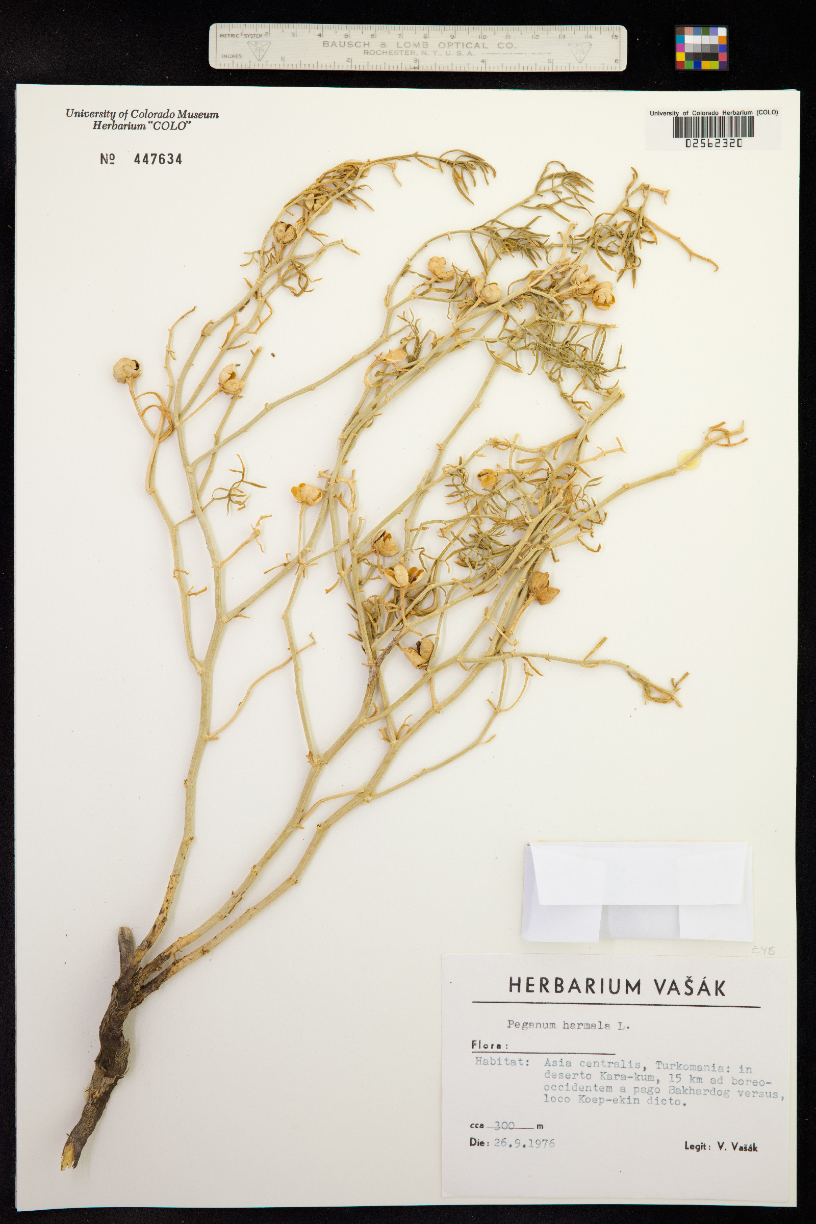 Peganum harmala image