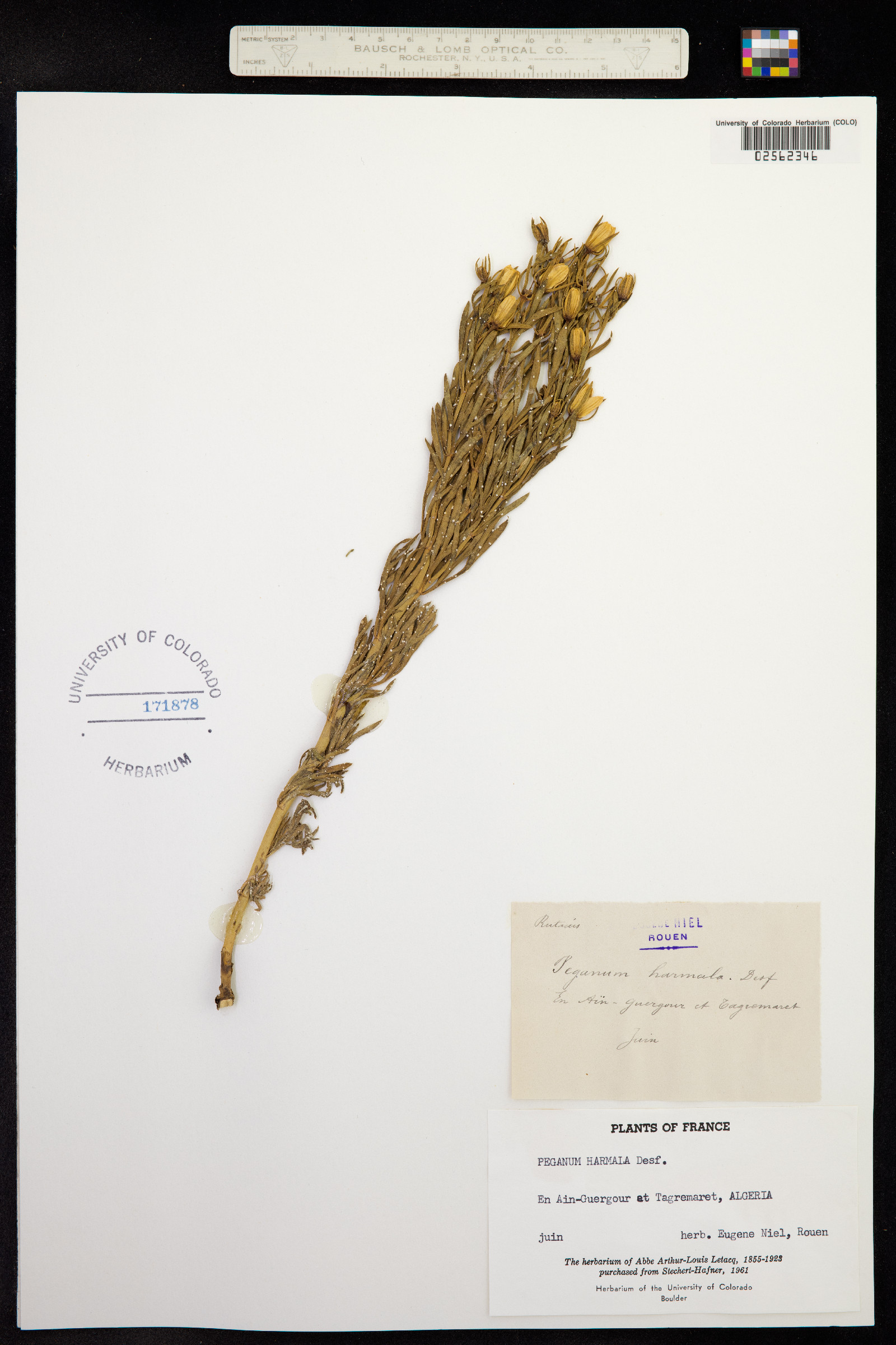 Peganum harmala image