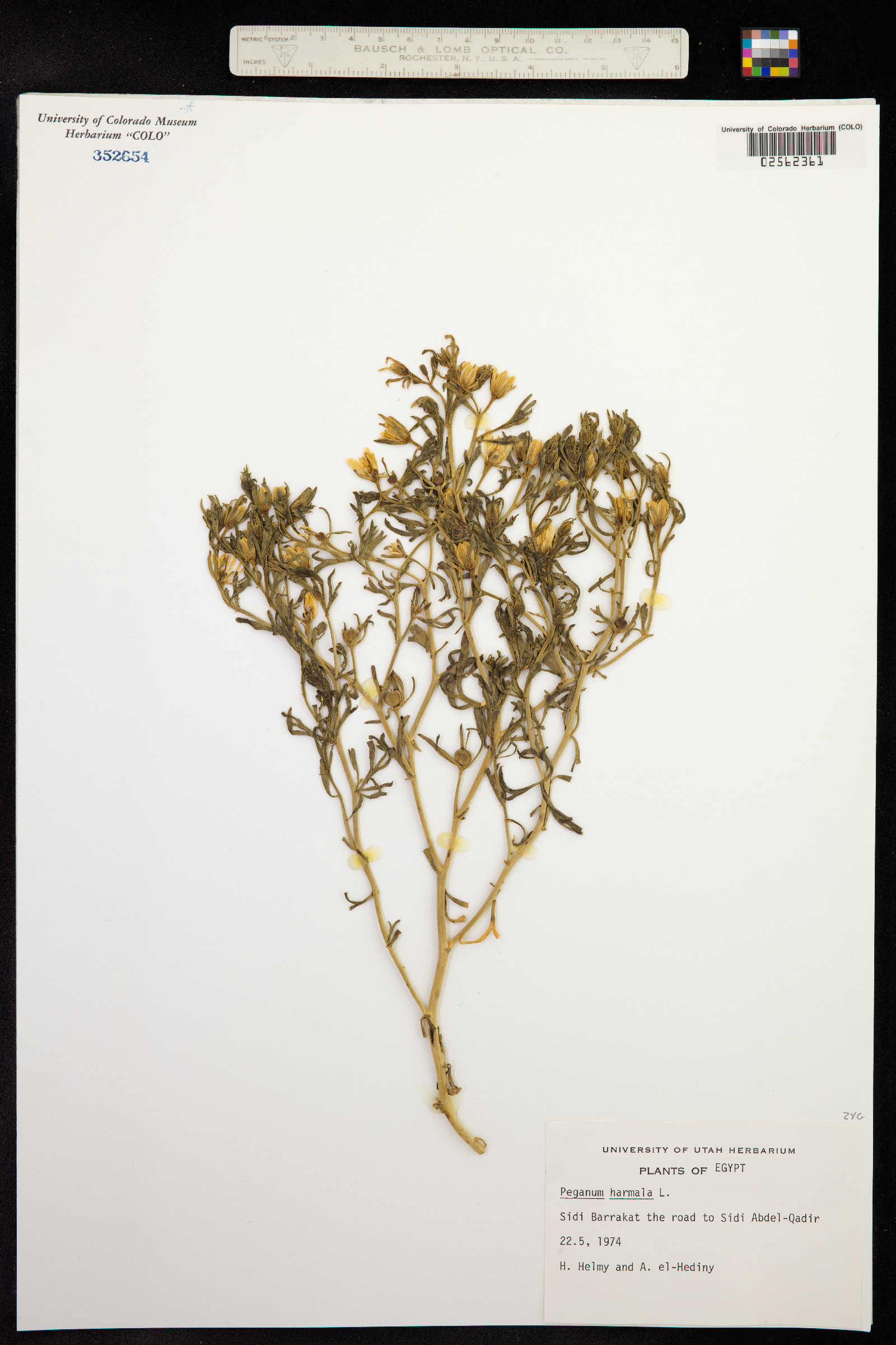 Peganum harmala image