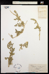Tribulus cistoides image