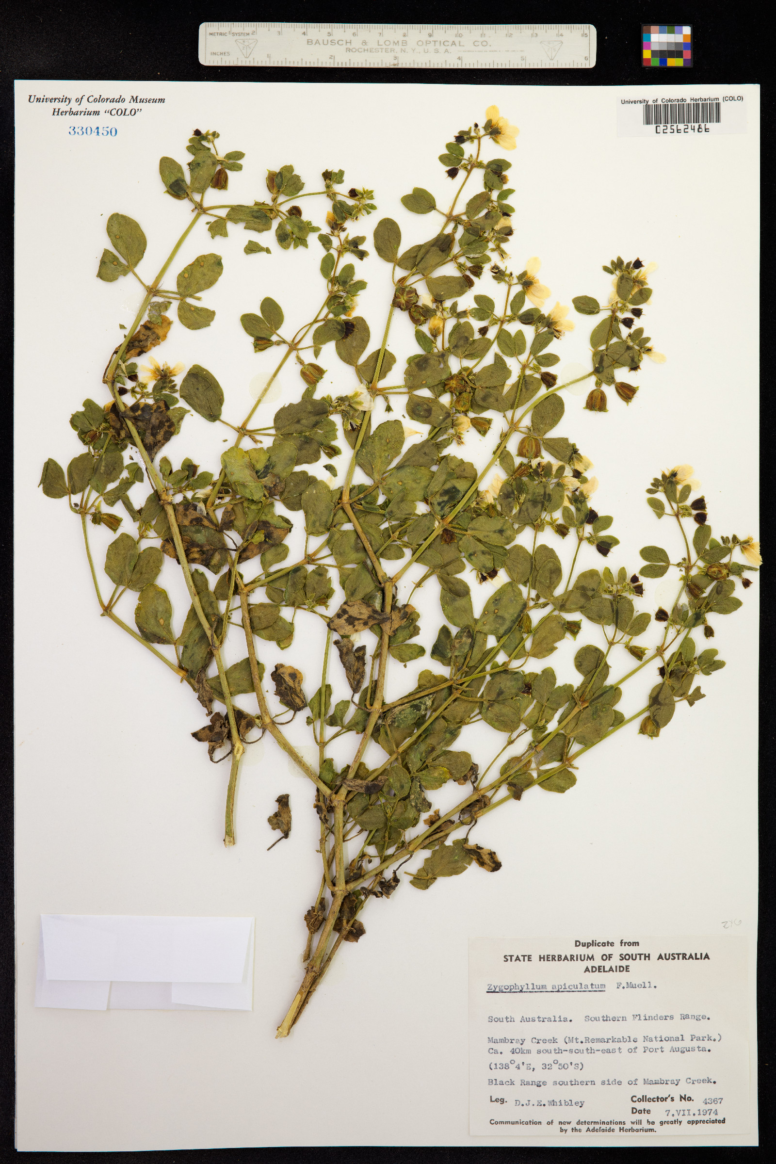 Roepera apiculata image