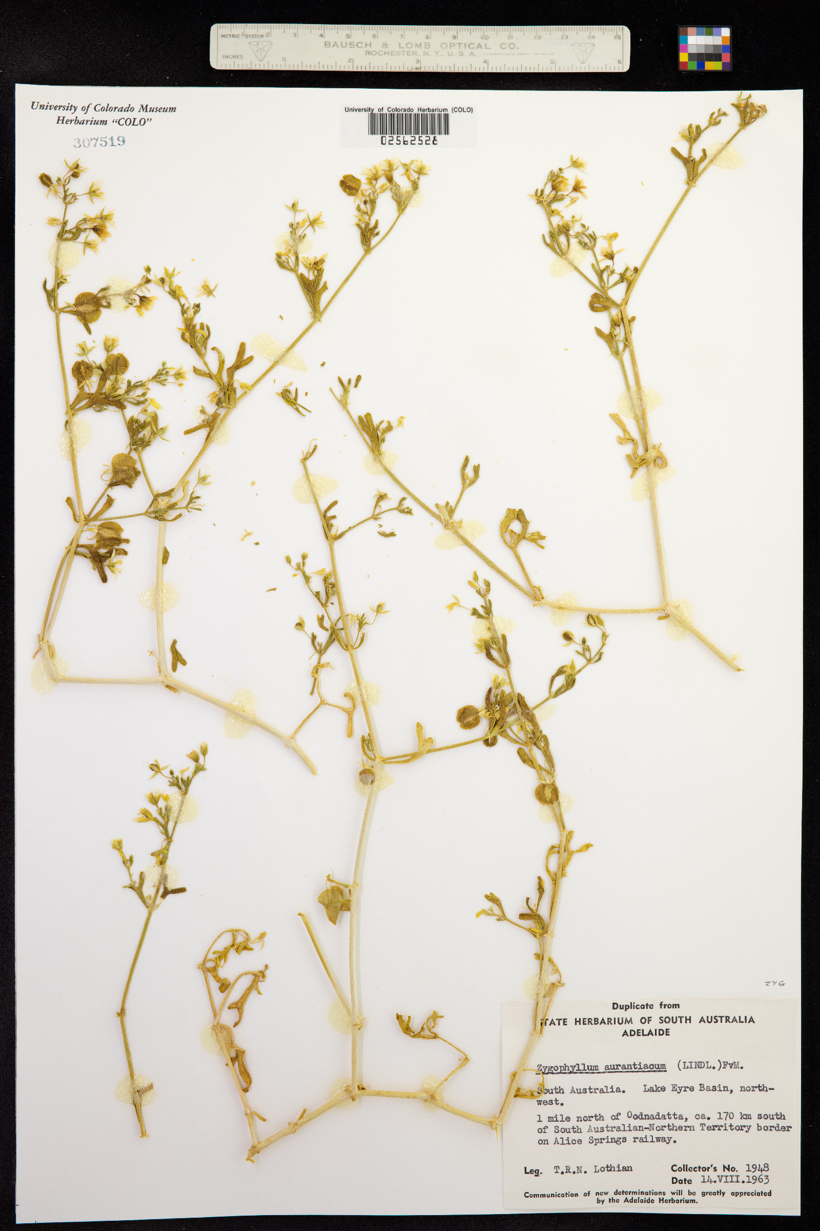 Roepera aurantiaca subsp. aurantiaca image