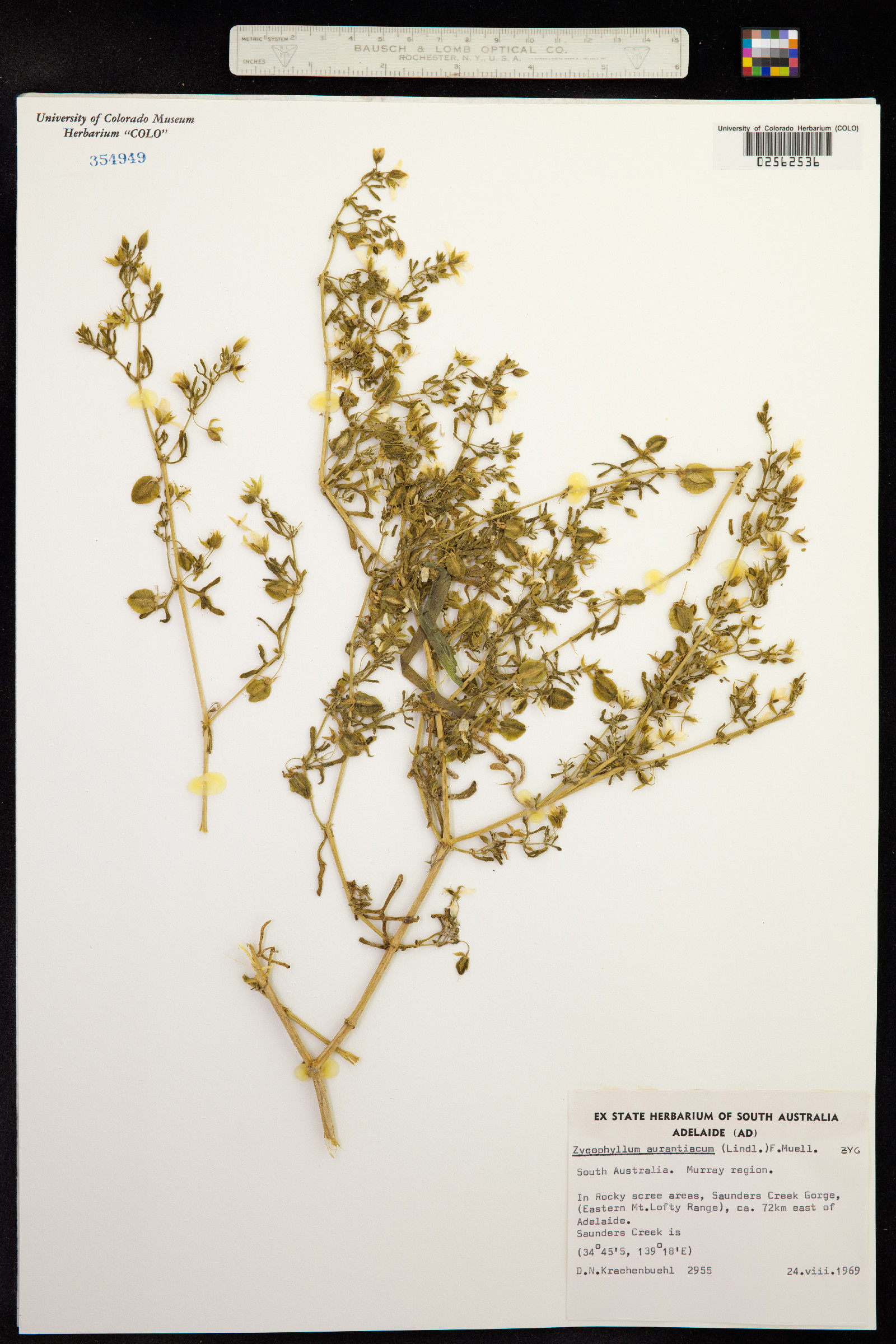 Roepera aurantiaca image