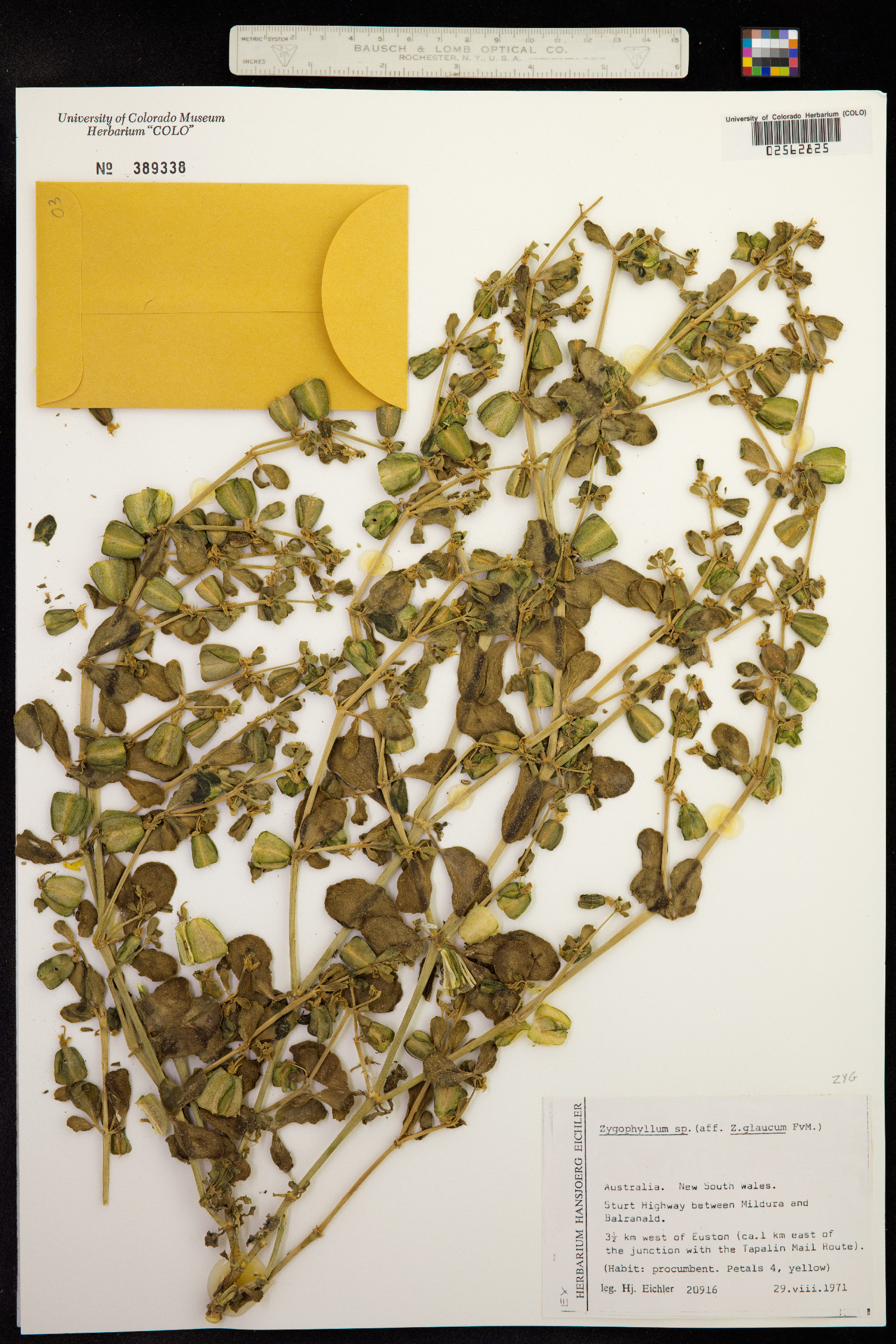 Zygophyllum image