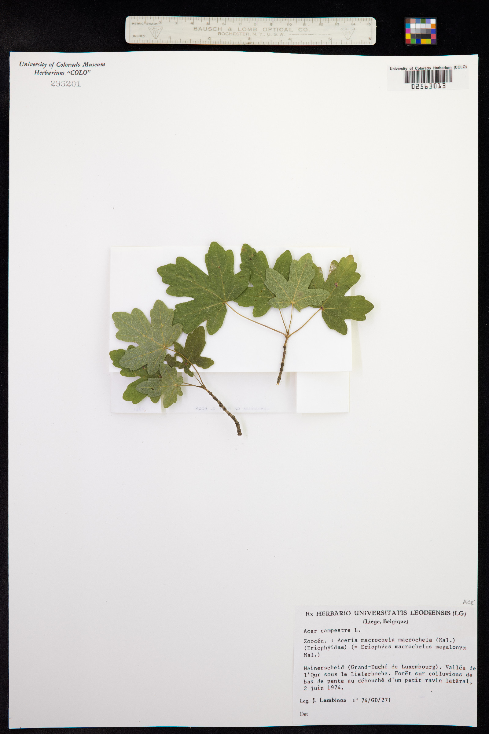 Acer campestre image