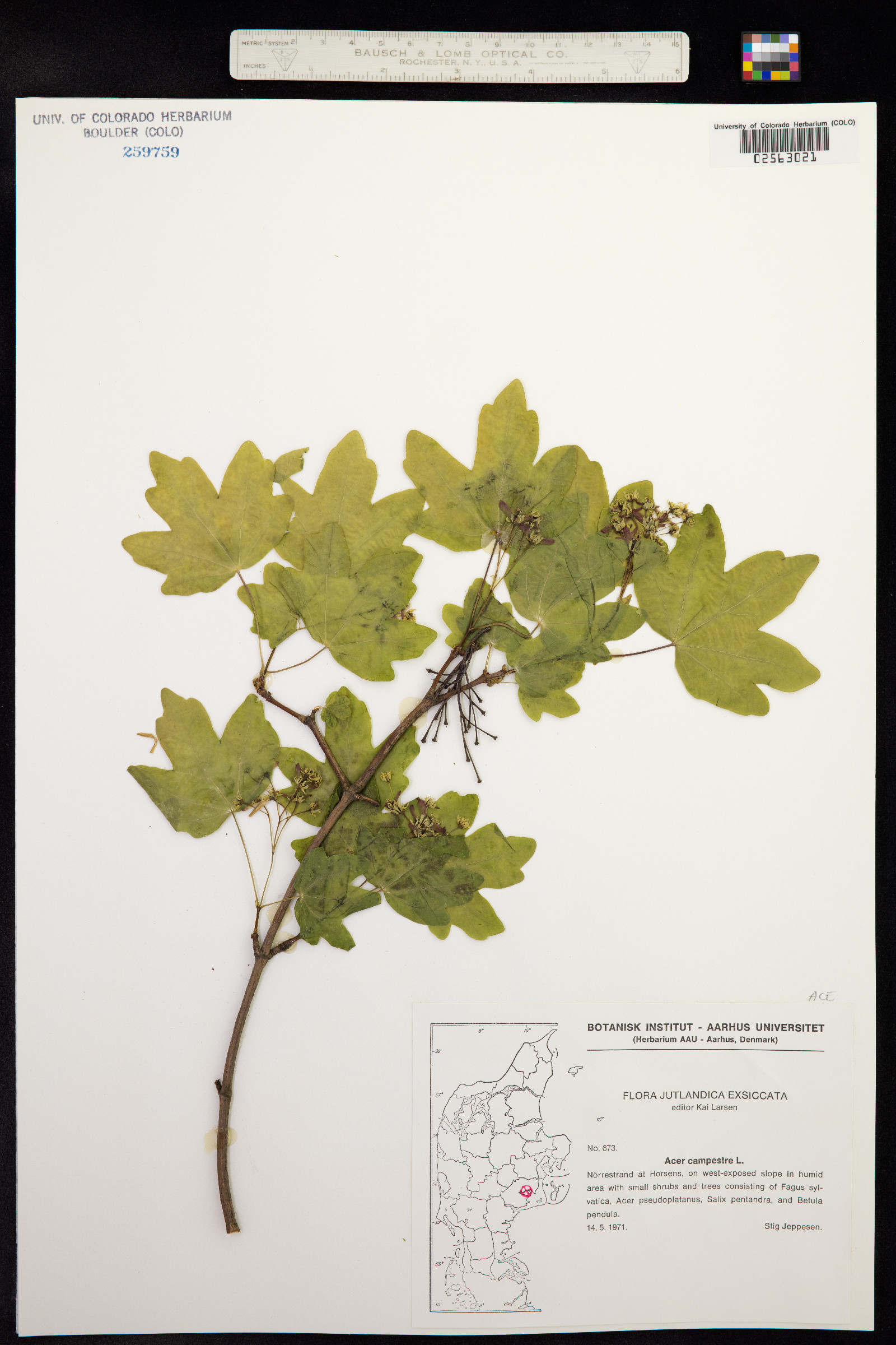 Acer campestre image