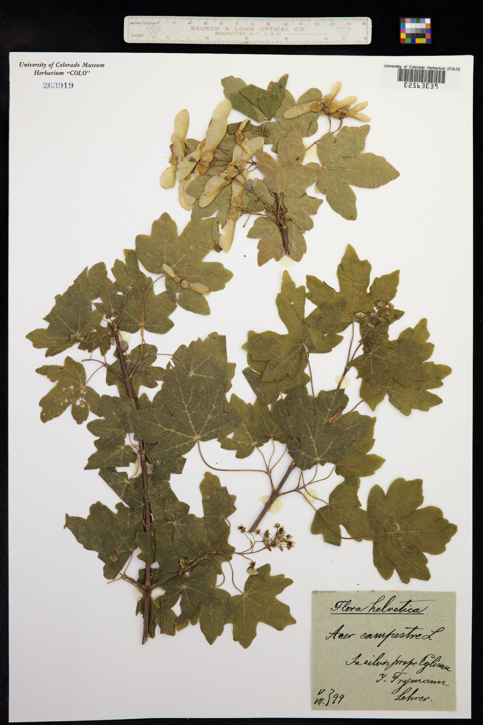 Acer campestre image
