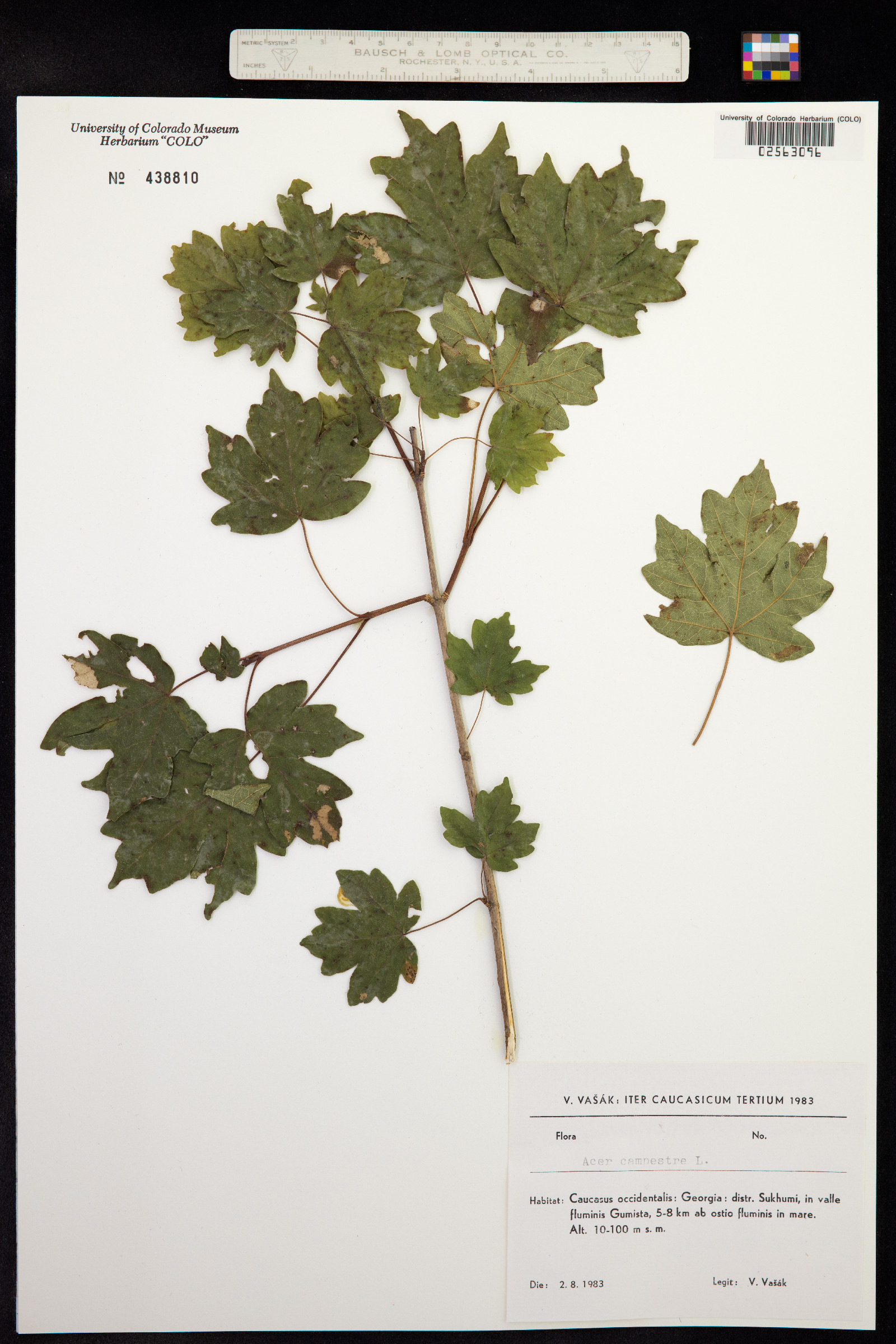 Acer campestre image