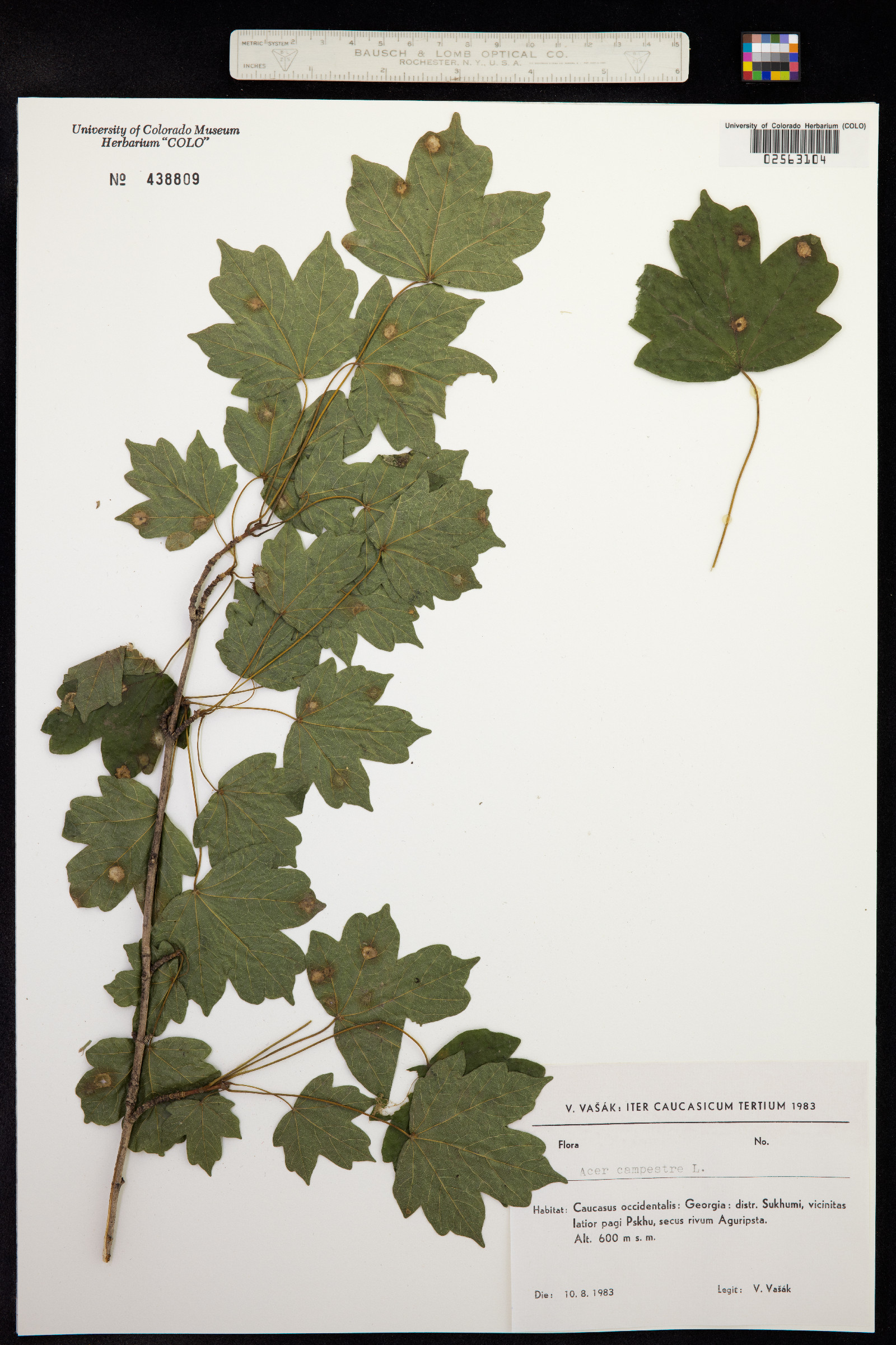 Acer campestre image
