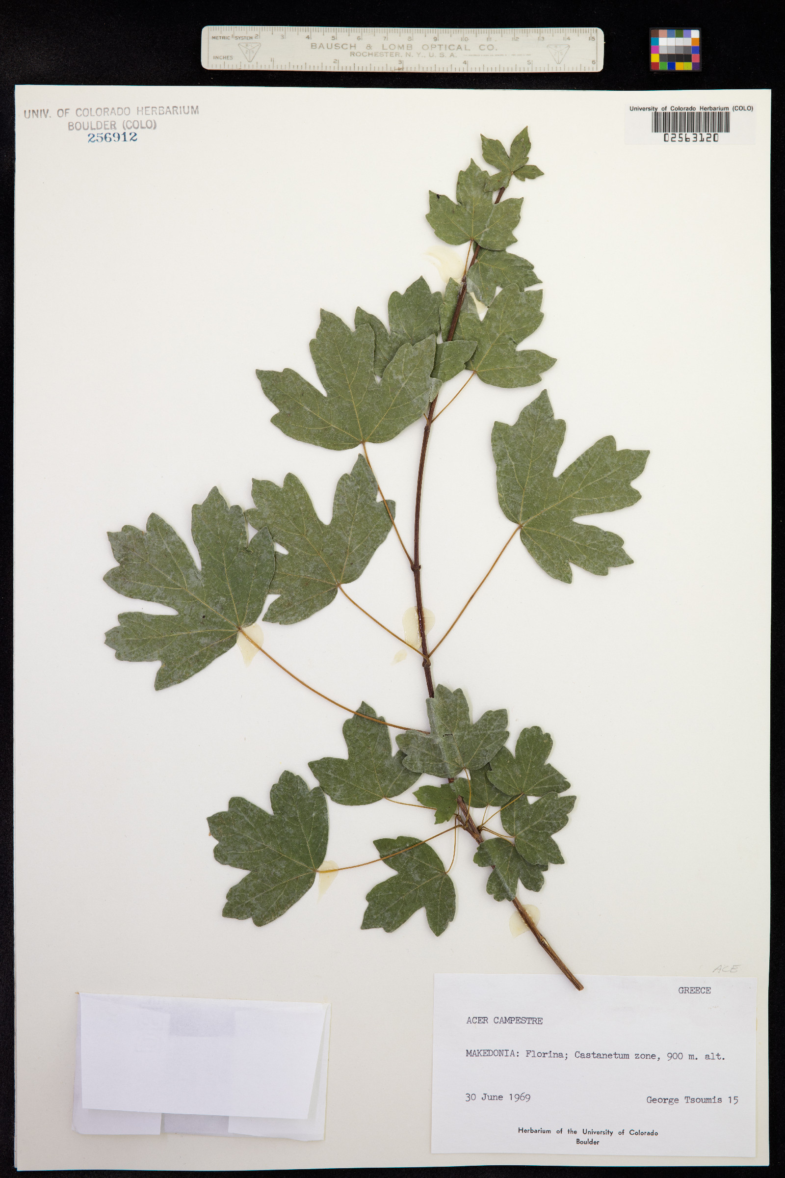 Acer campestre image