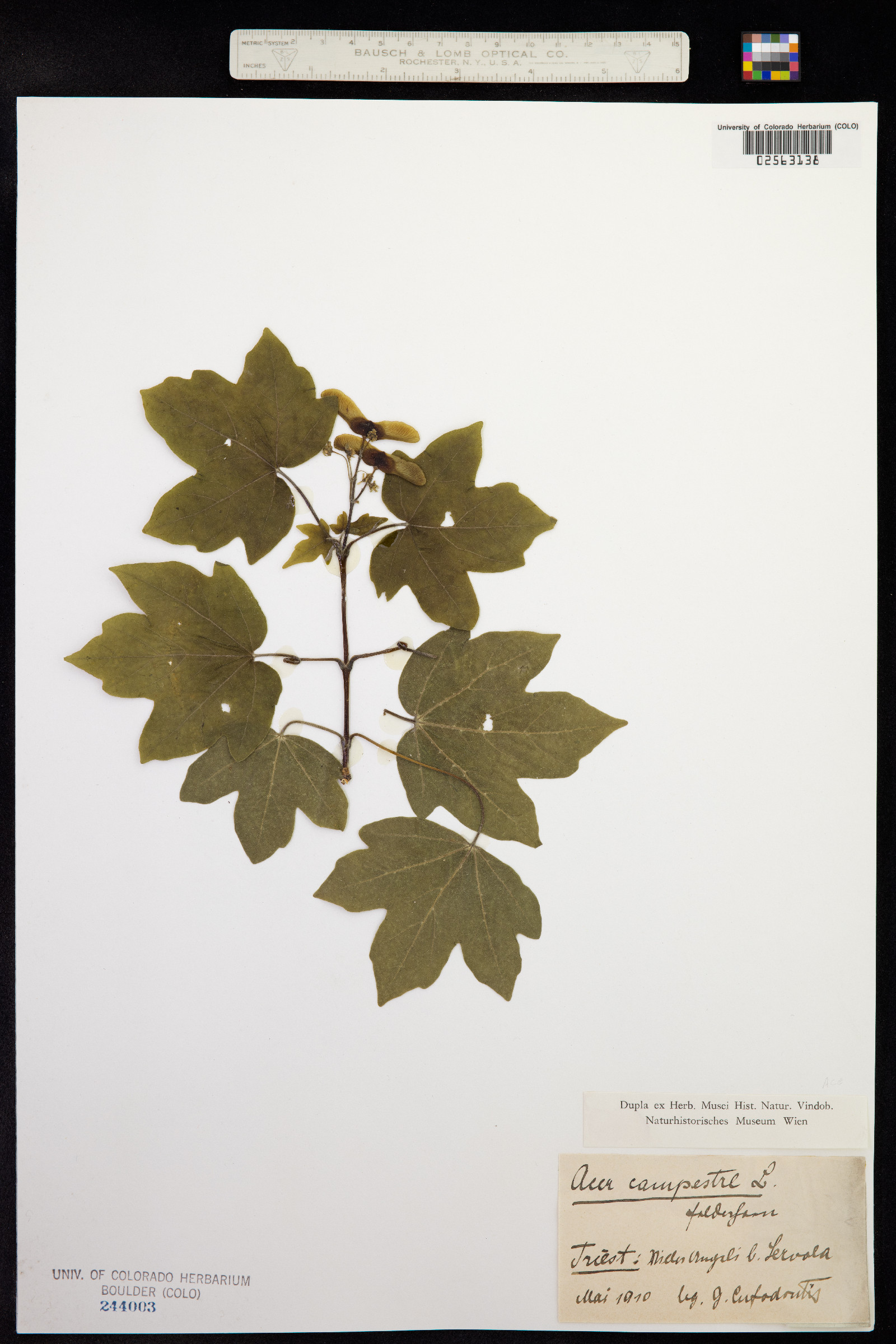 Acer campestre image