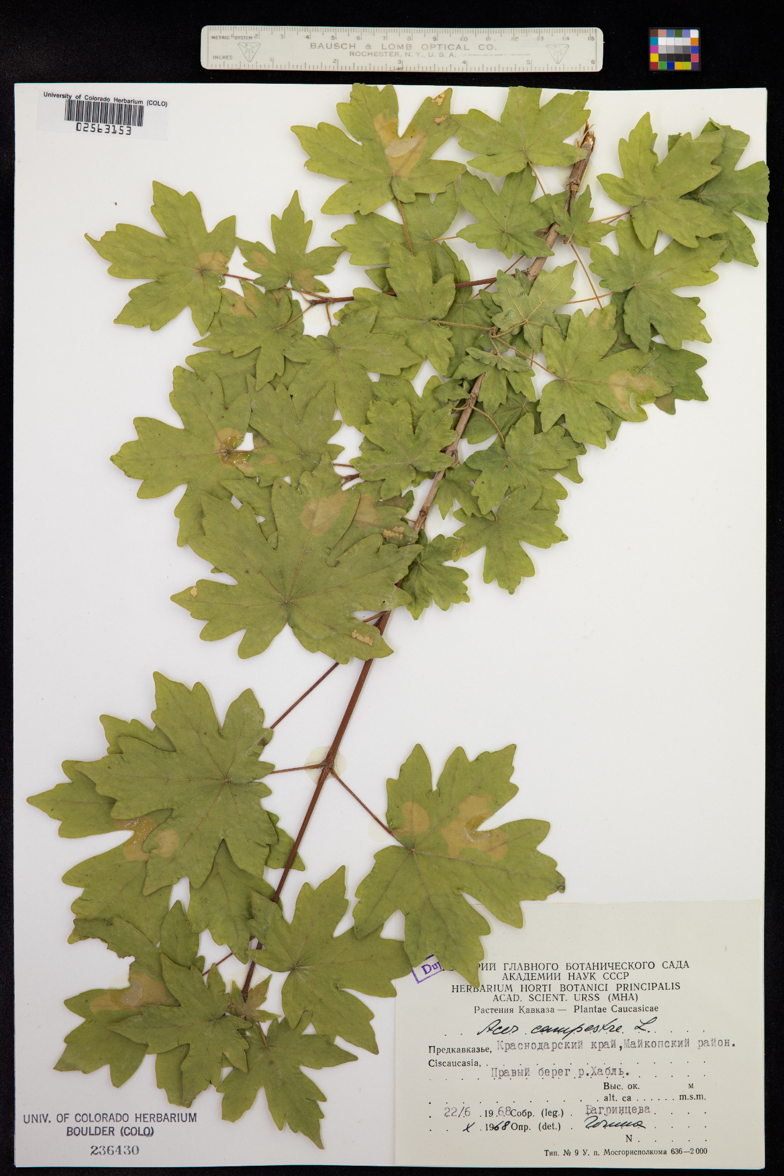 Acer campestre image