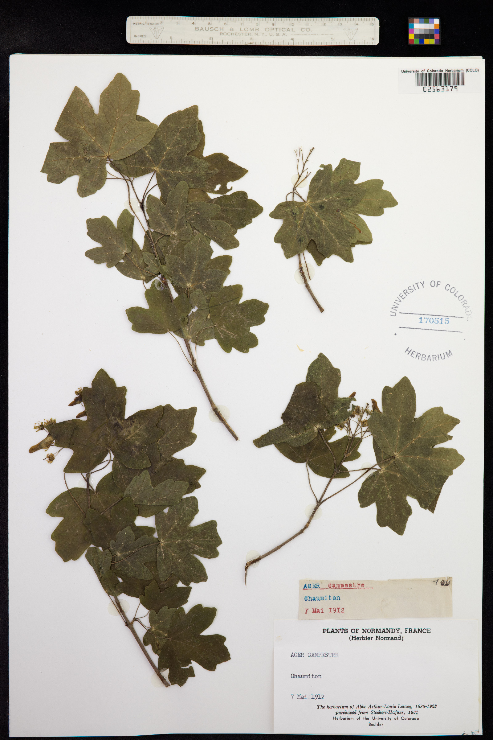 Acer image
