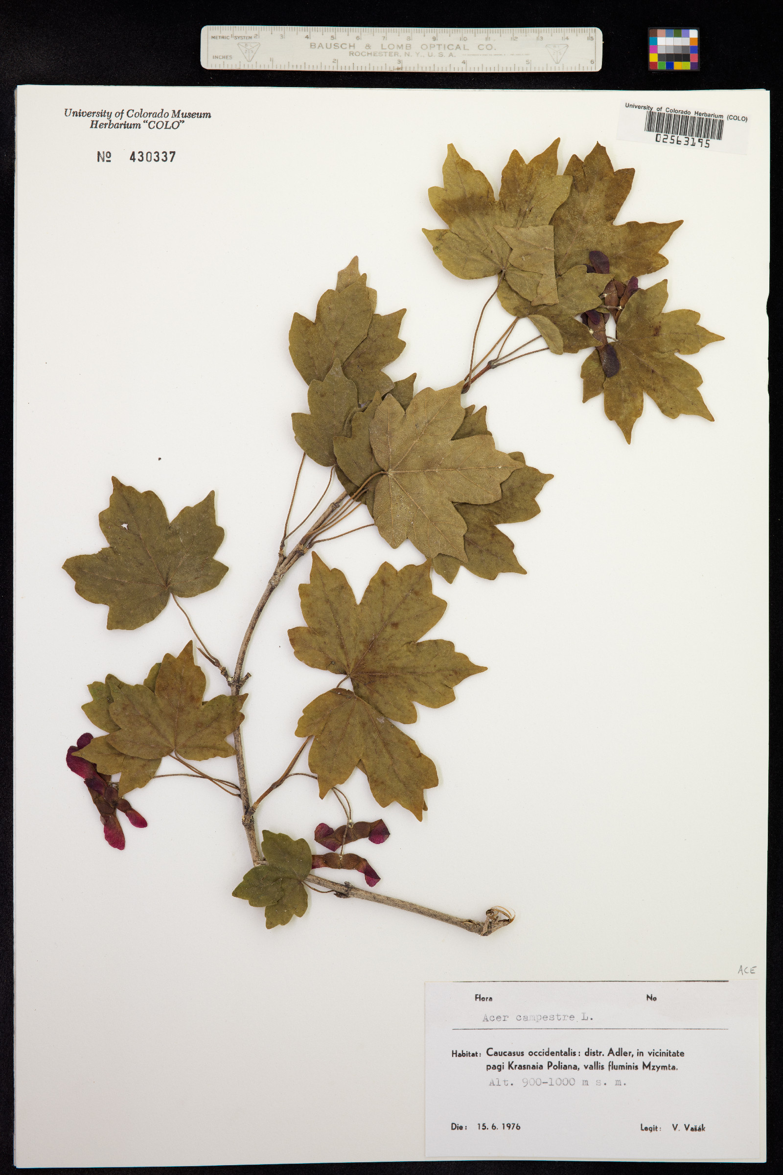 Acer campestre image